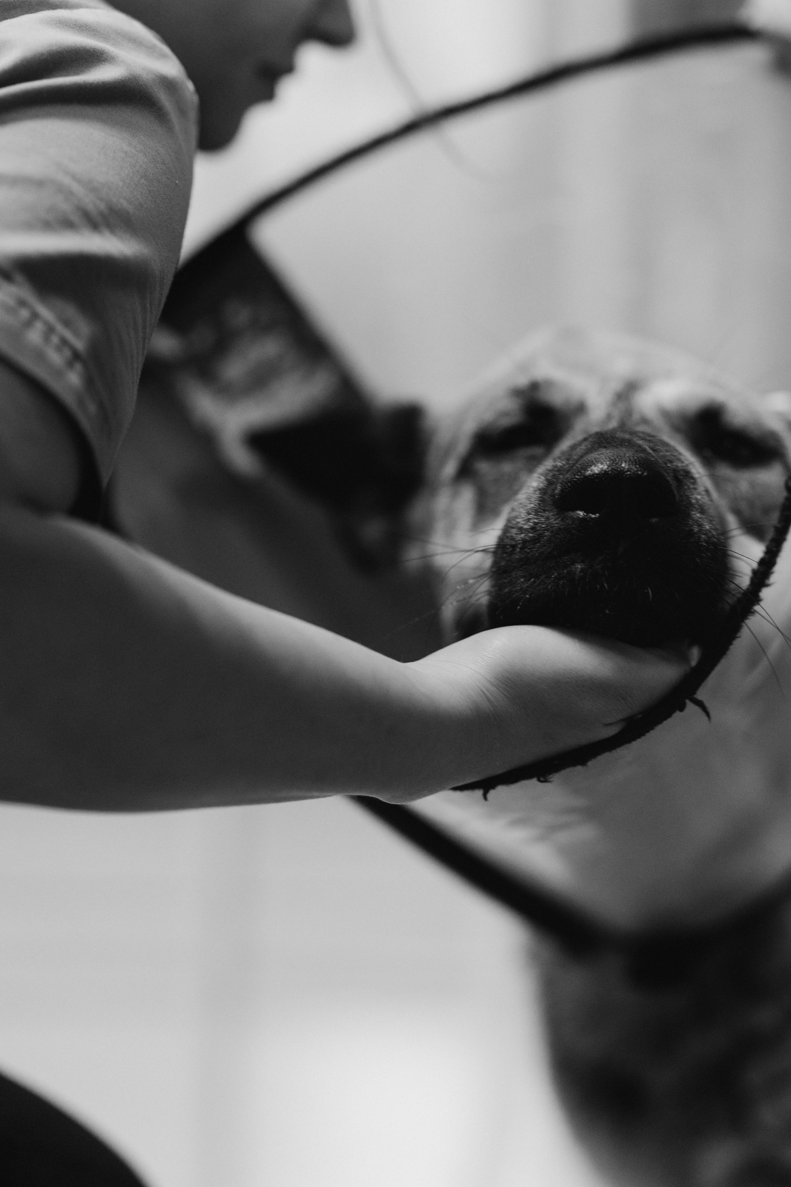 VetLife. Татьяна Афонина | Фотограф