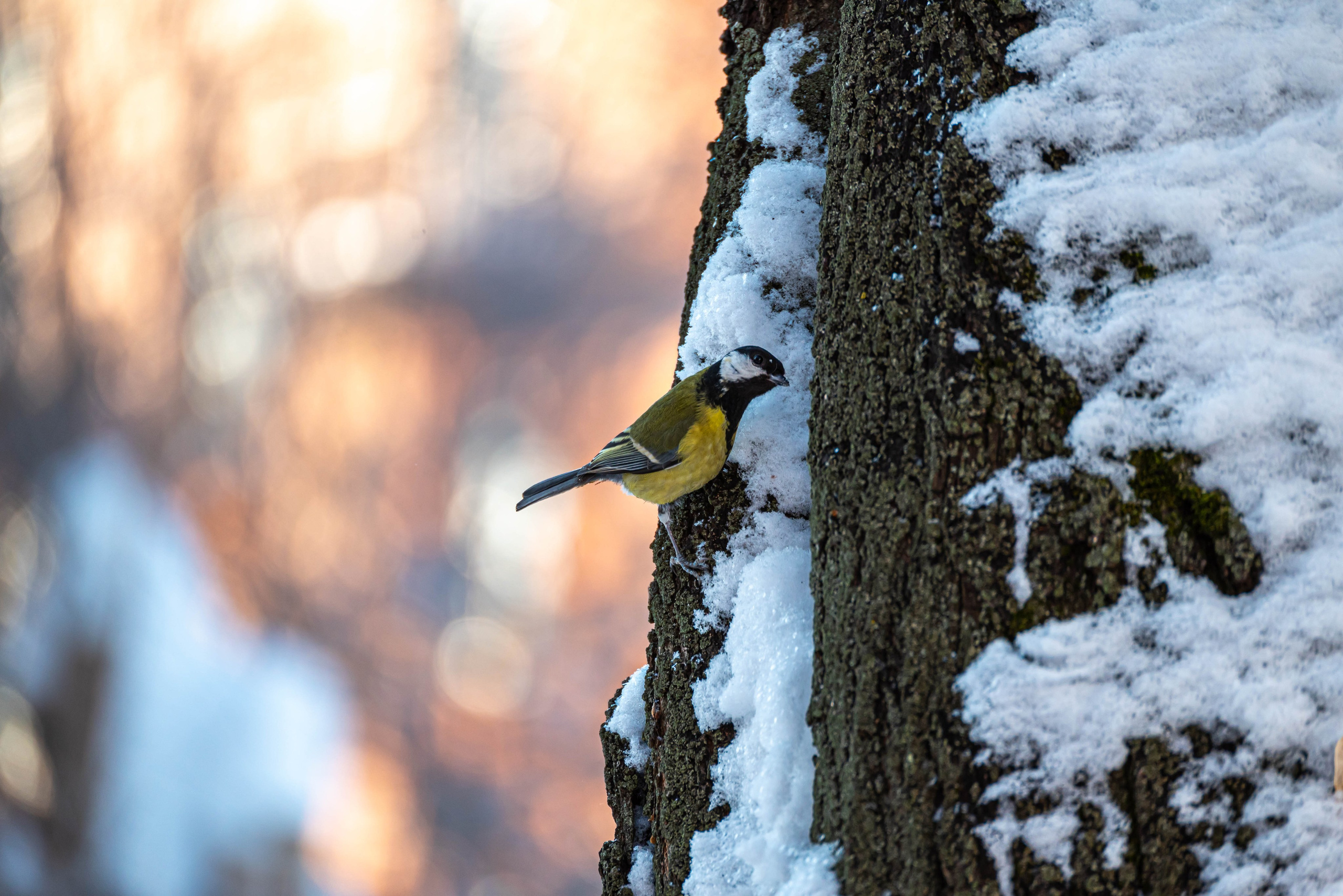 Другие работы. Фуд-фотограф в Кирове Антон Андреев