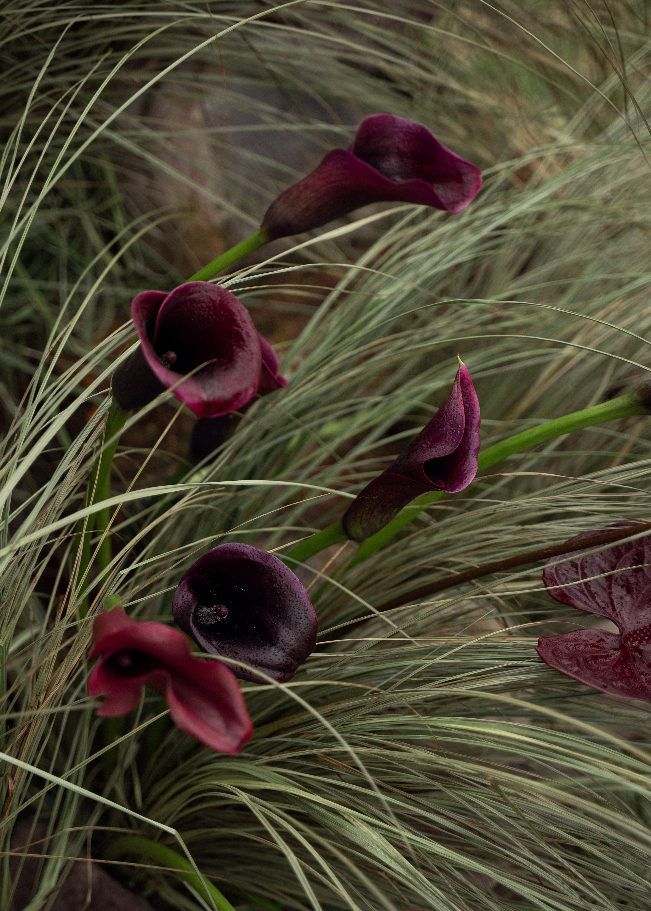 La famille est mon trésor. Свадебный фотограф Нижний Новгород, Москва