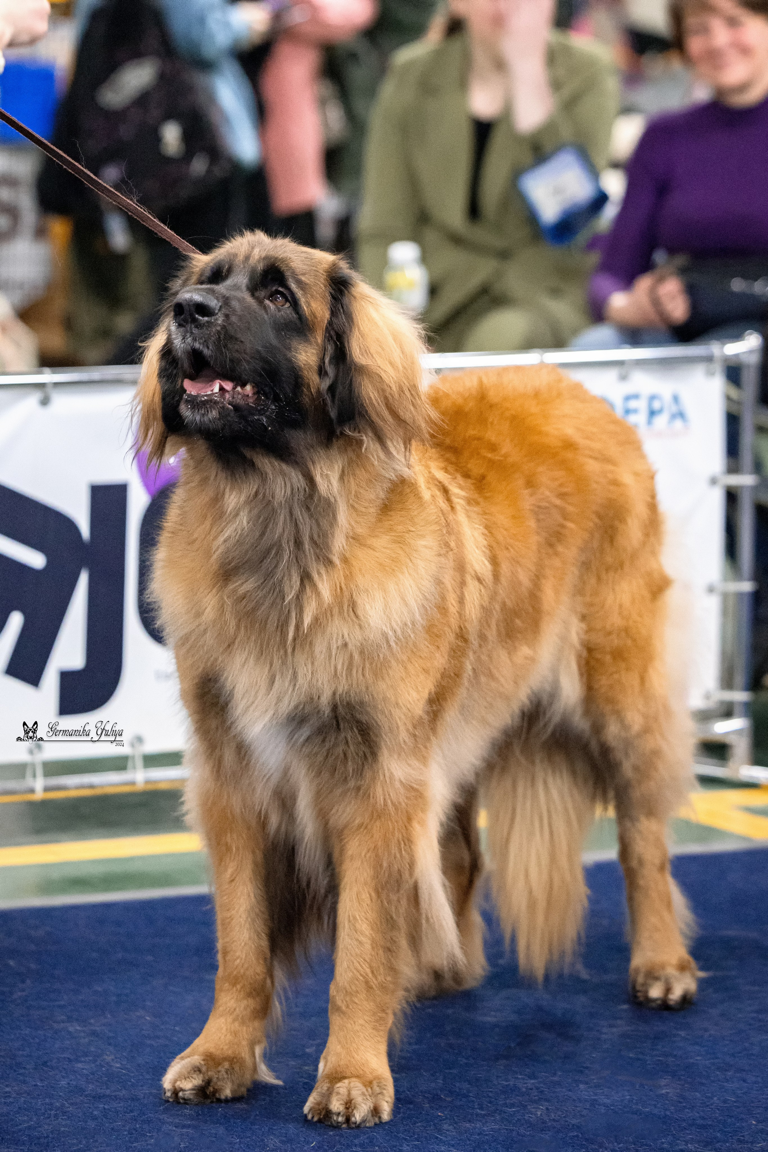 Сфера 28.01. и 4.02.2024. Фотограф-анималист Юлия Германика