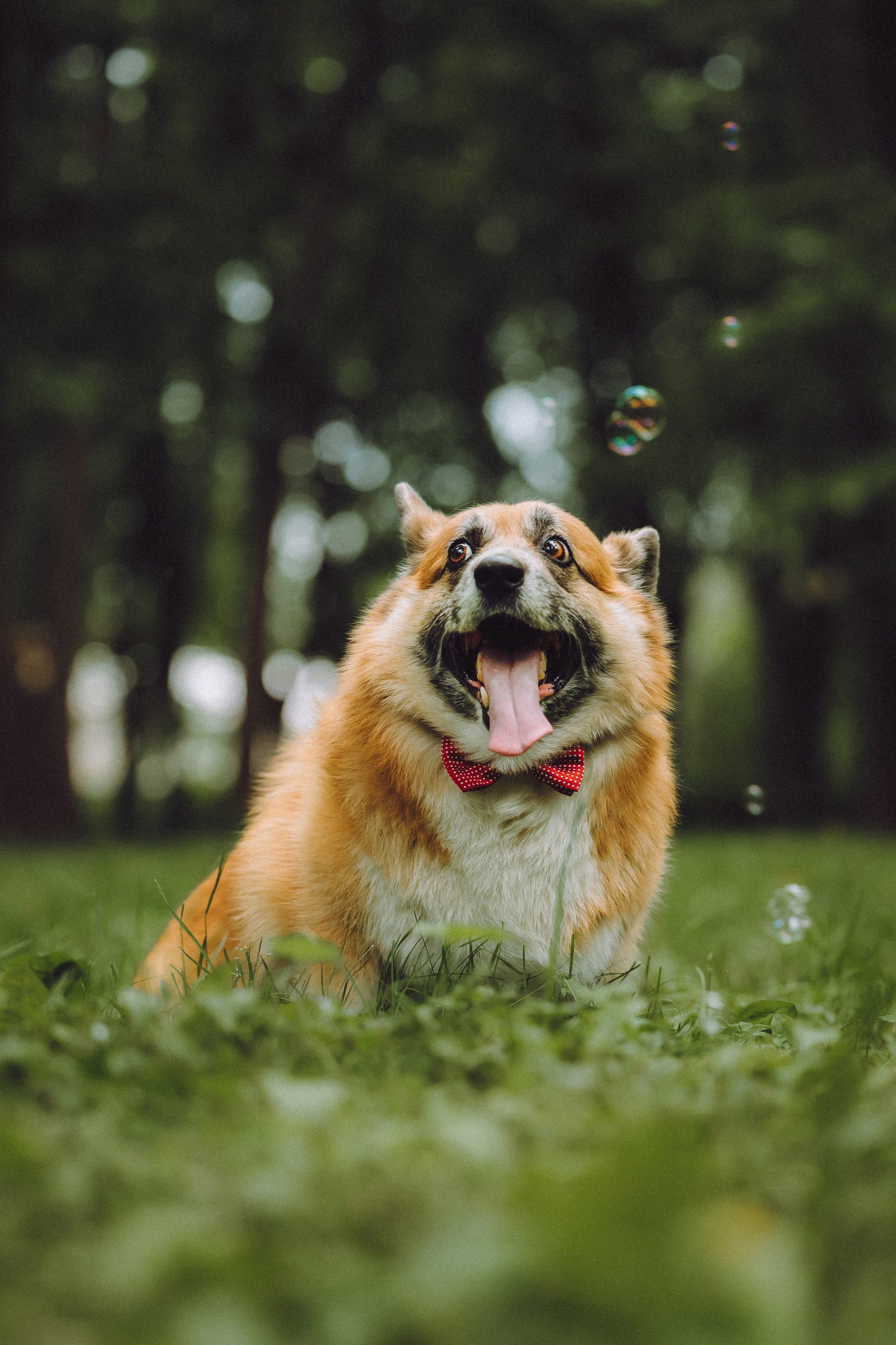 Ира, Леша и Харли