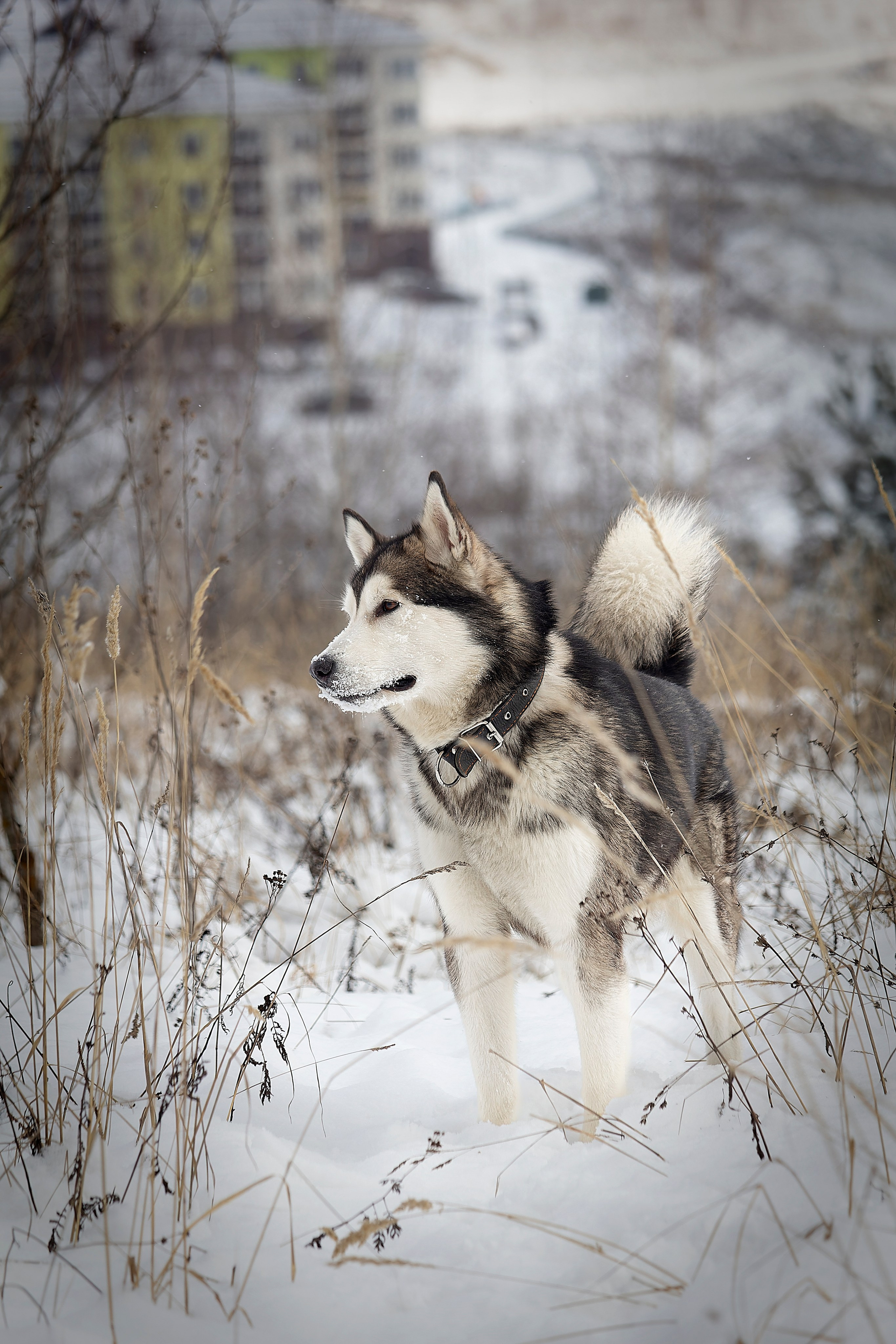 Мои маламуты.Ярик. Лев Постнов.Фотограф. Нижний Новгород