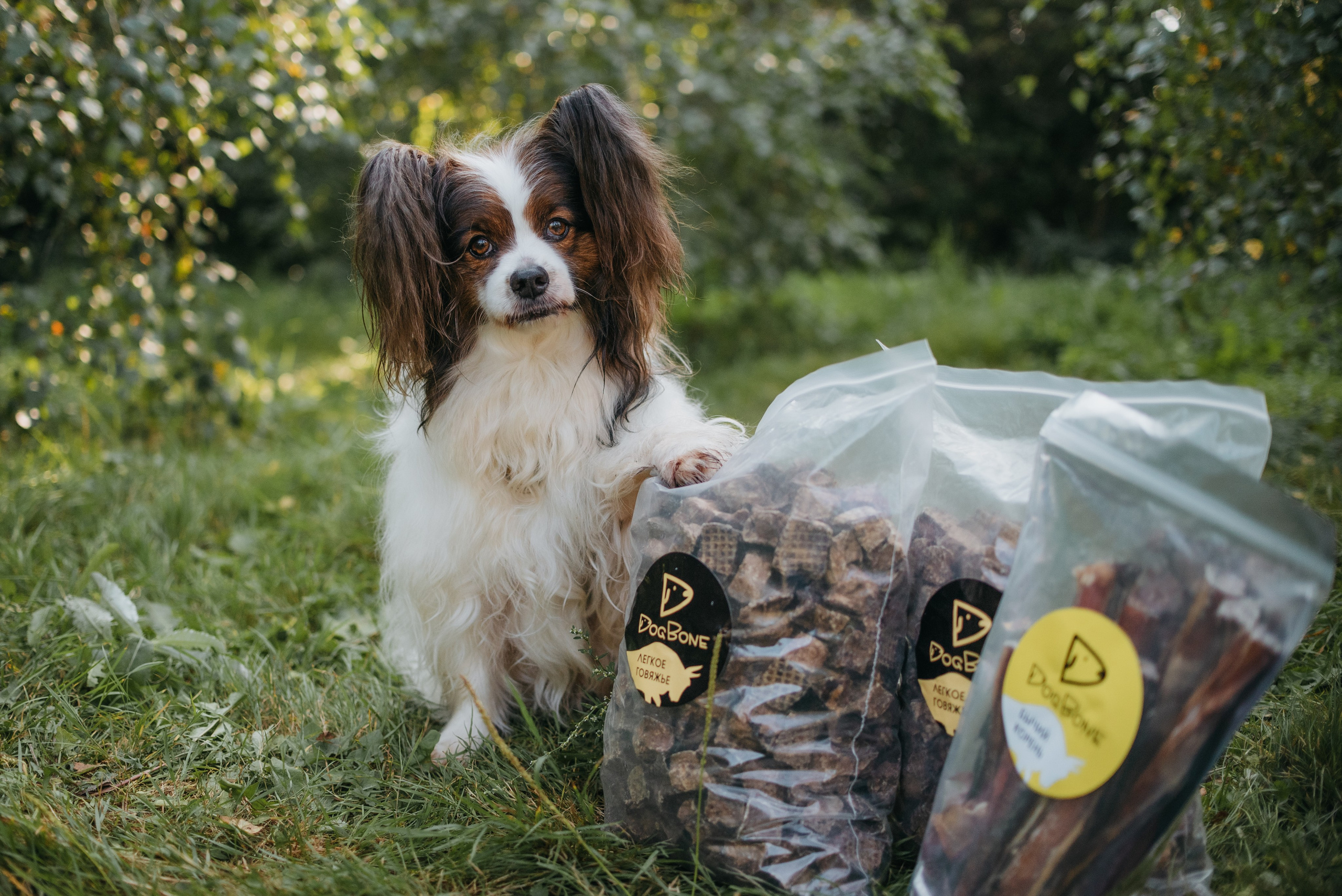 Dog Bone контент. Фотограф-анималист Валерия, Москва, Мытищи