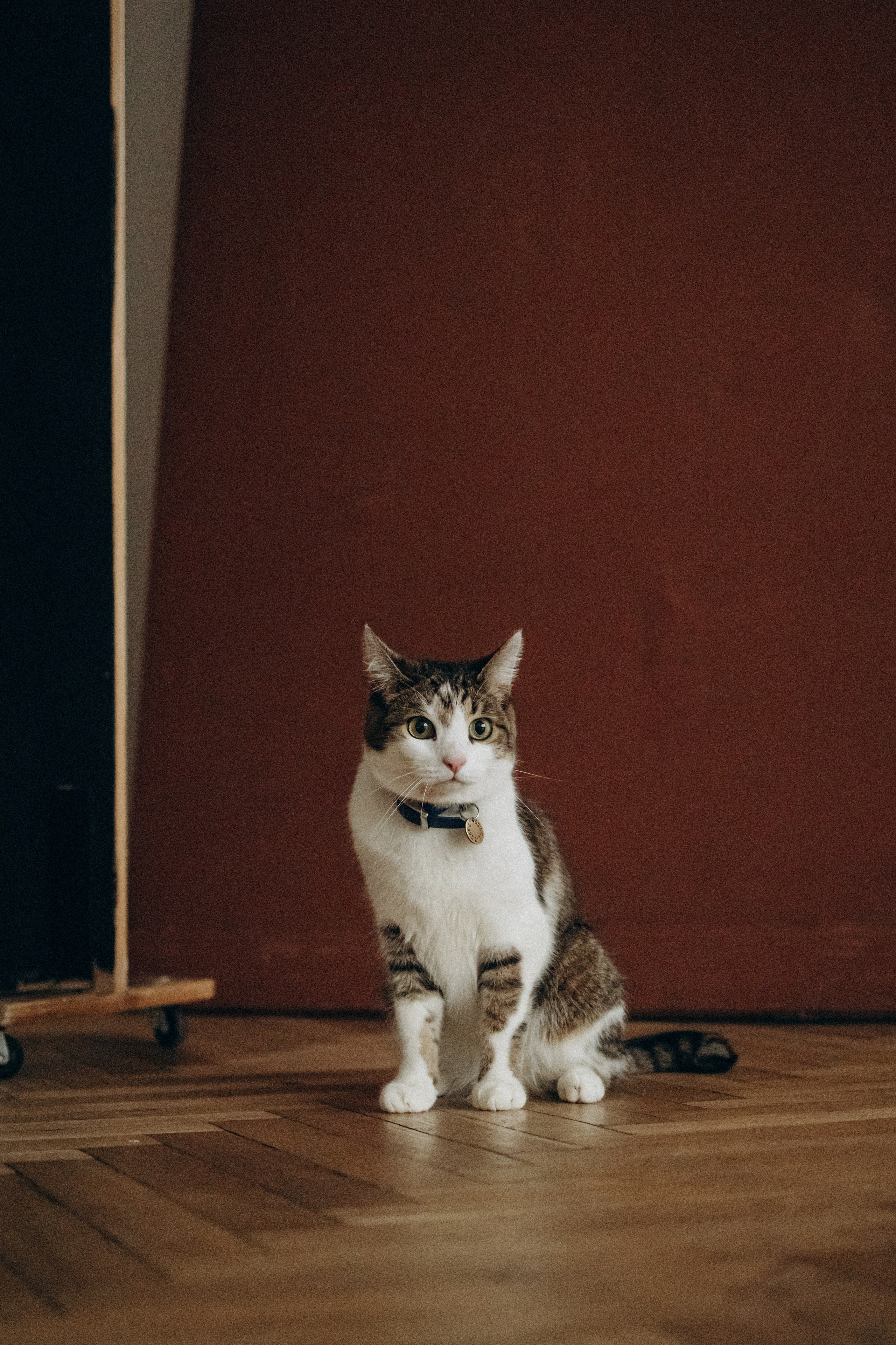 Ксюша и Яша. Фотораф — анималист Мария Шистка