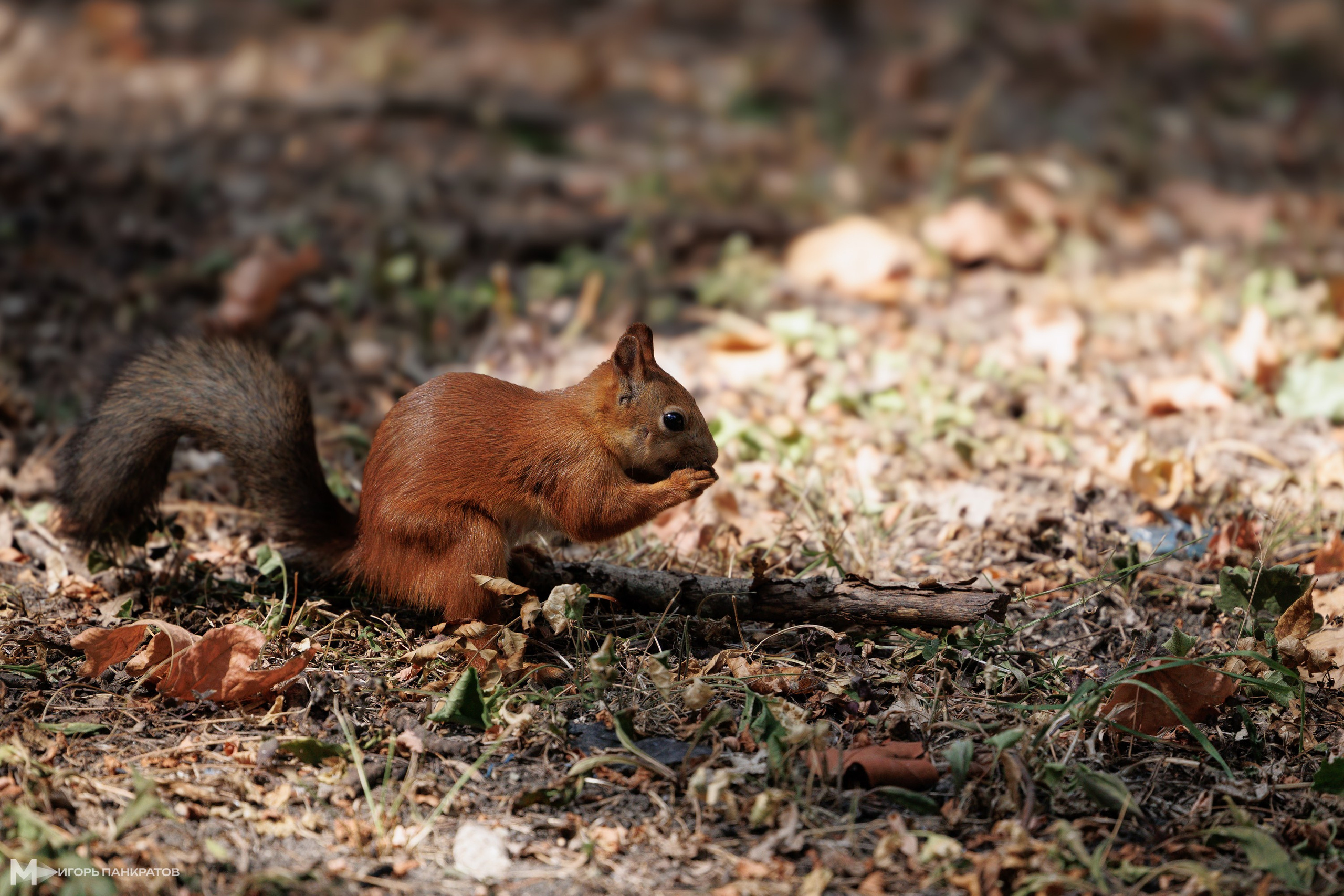 Репортаж. Игорь Панкратов | Фотограф Ставрополь