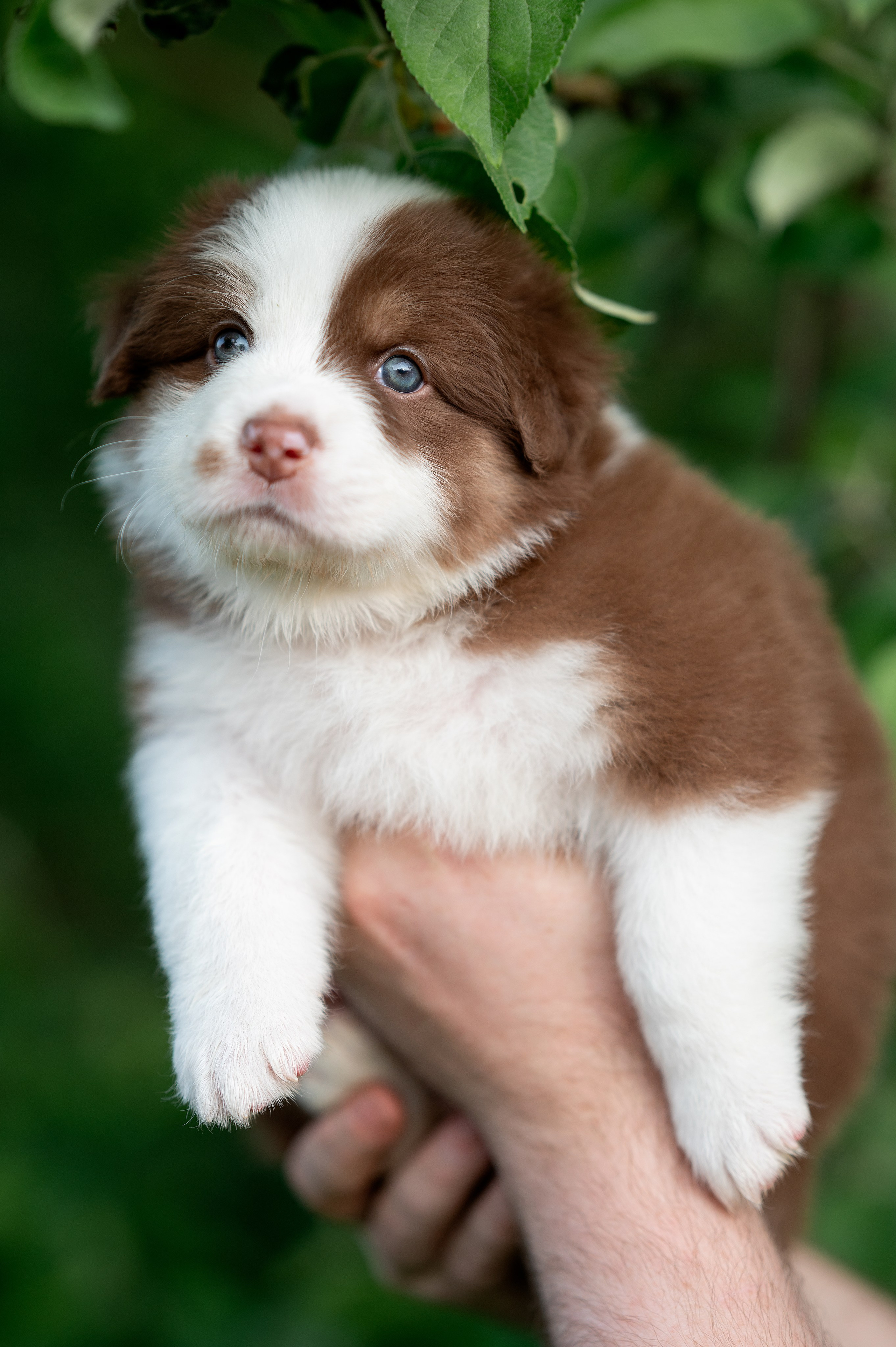 Заводчик Елизавета Степанова. Творческий фотограф Вологда