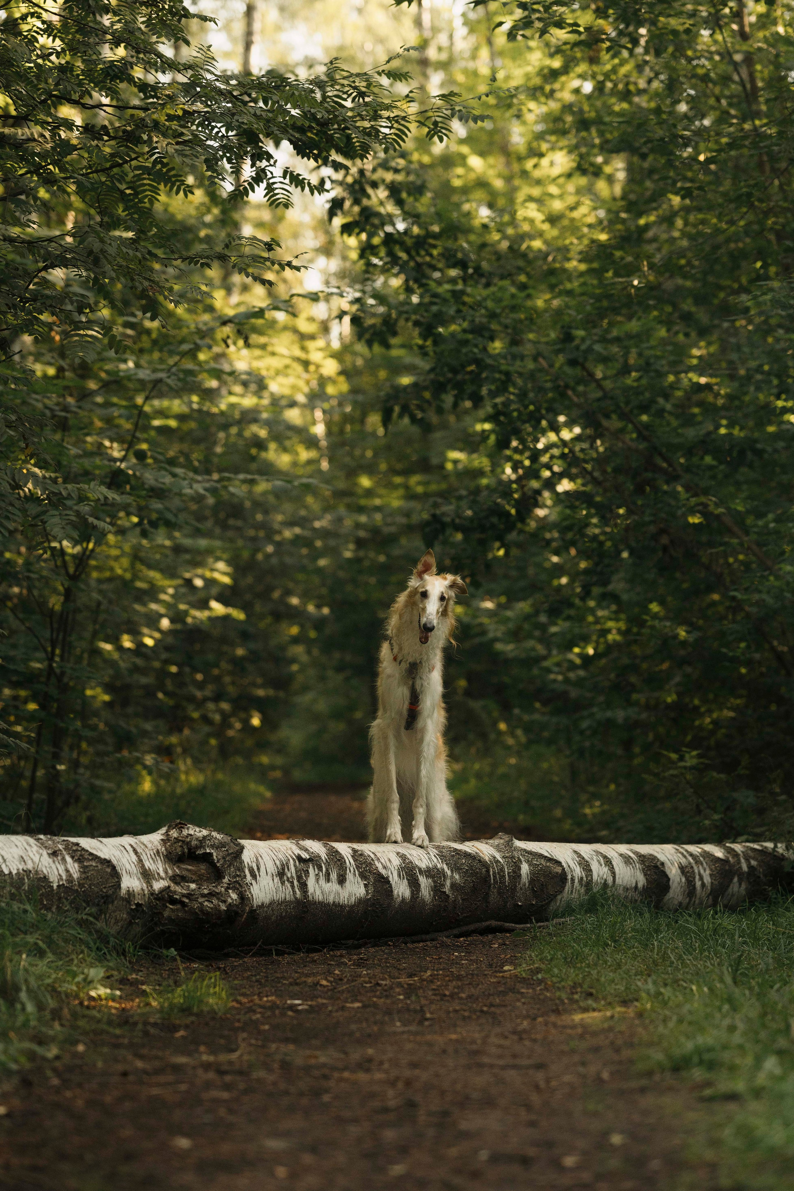 Тайга. Фотограф- анималист Александра Матвеева