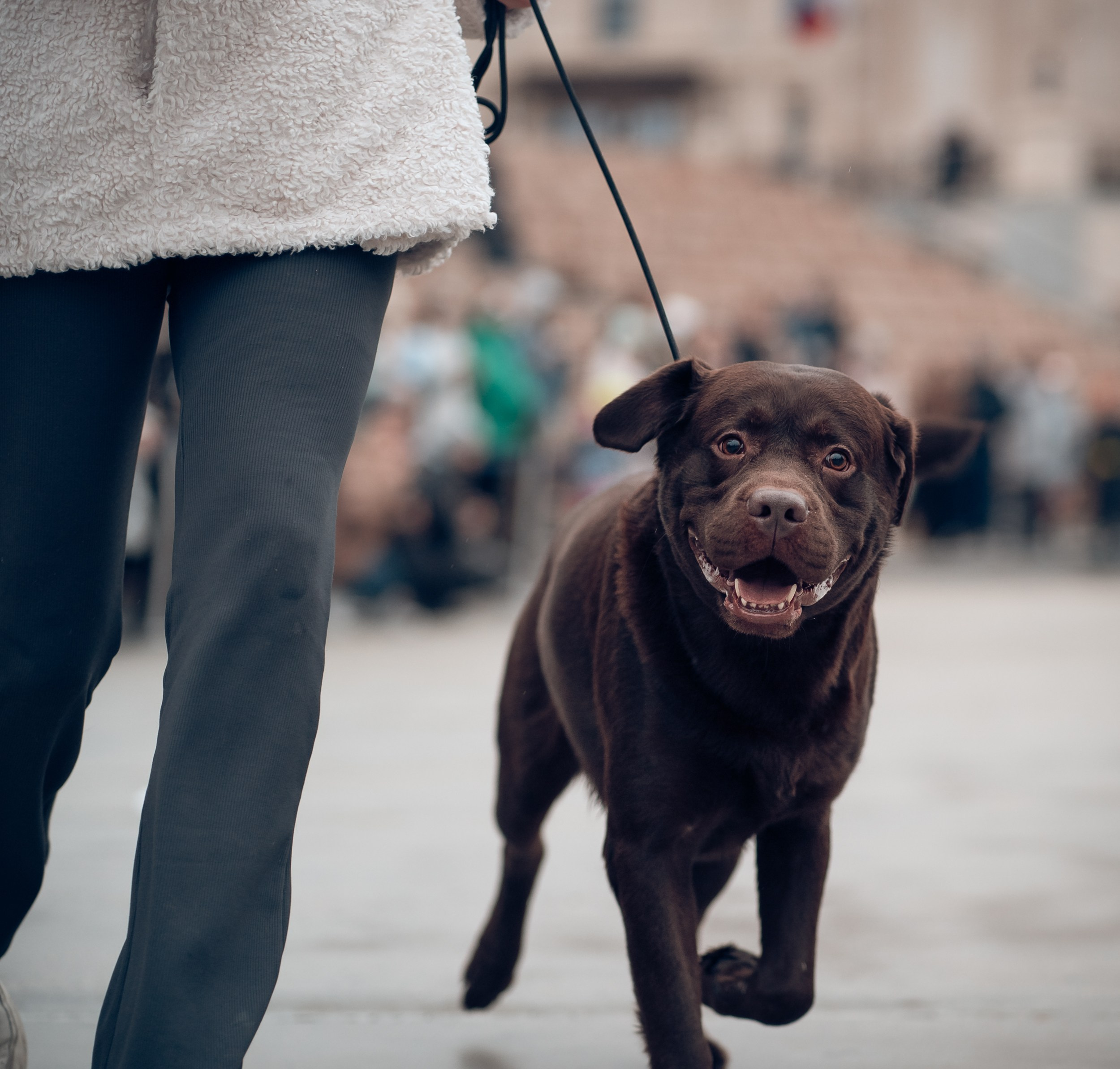 Благотворительная выставка собак в Новом Херсонесе г. Севастополь. Церковный фотограф Севастополь