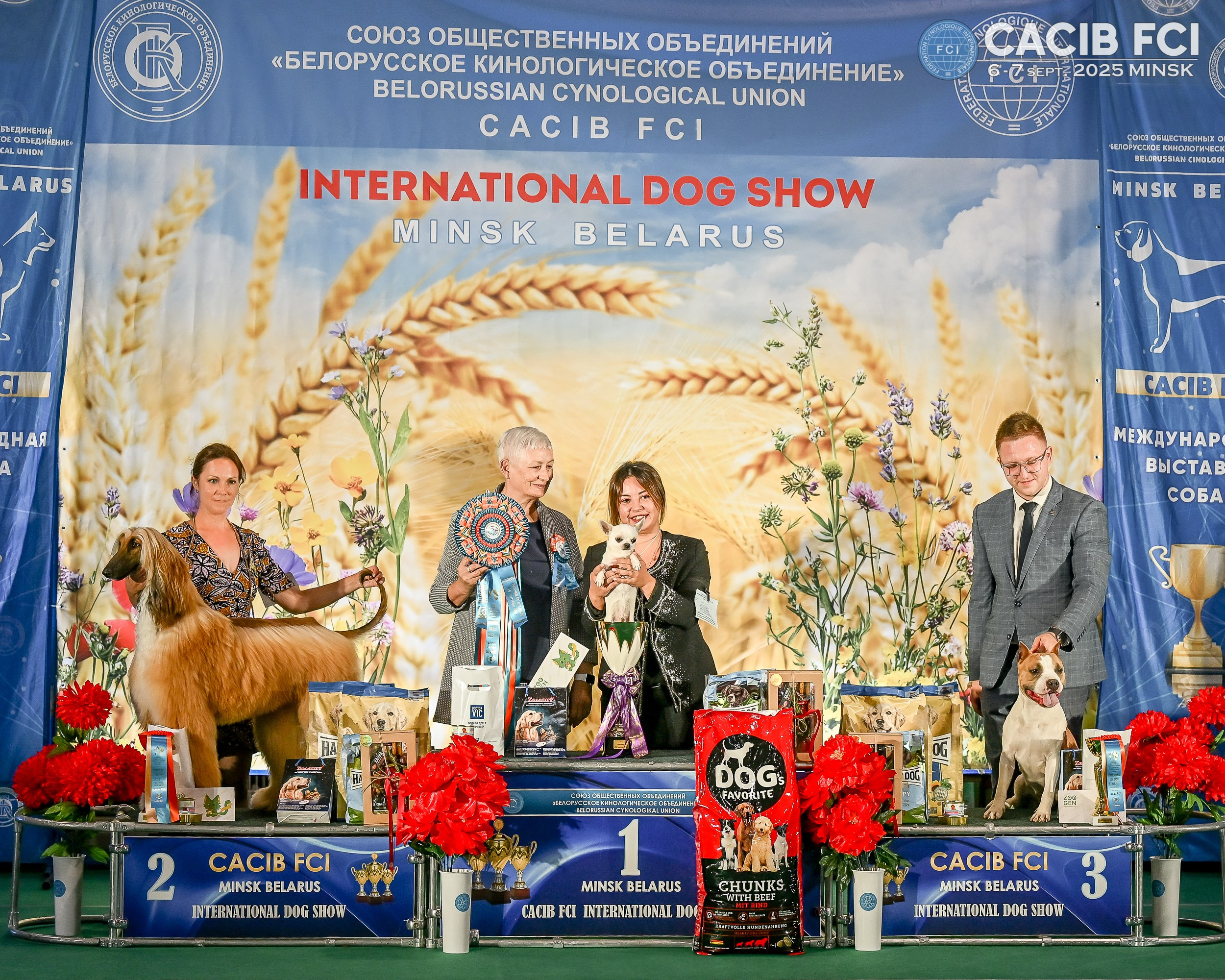 06-07.09.25 Международная выставка собак, Минск, CACIB, FCI. Галерея фотографий афганской борзой