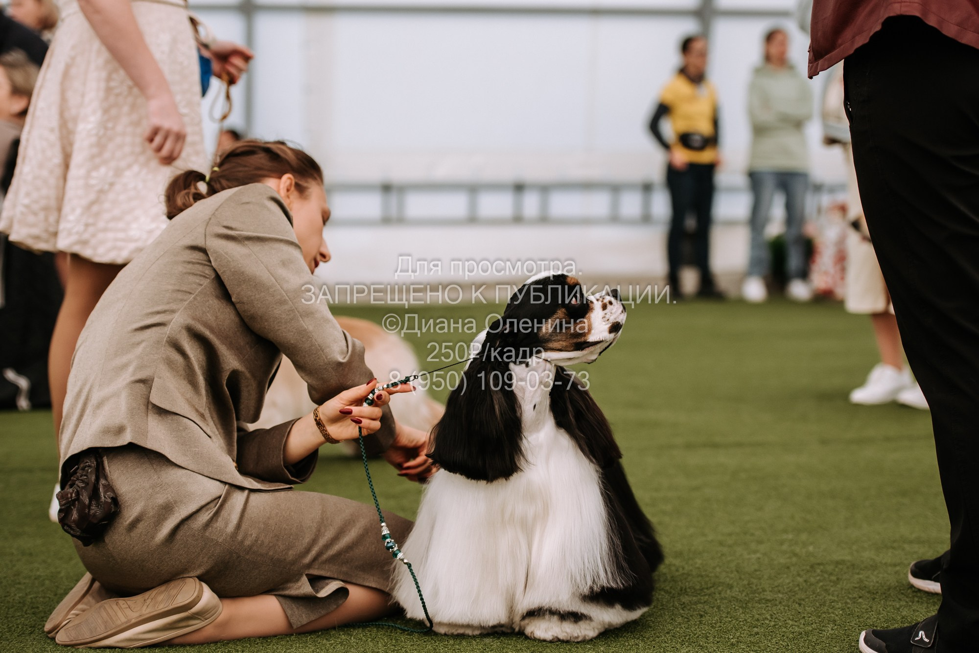 Выставка собак Красноярск 2.06. Фотограф Диана Оленина Красноярск / Братск
