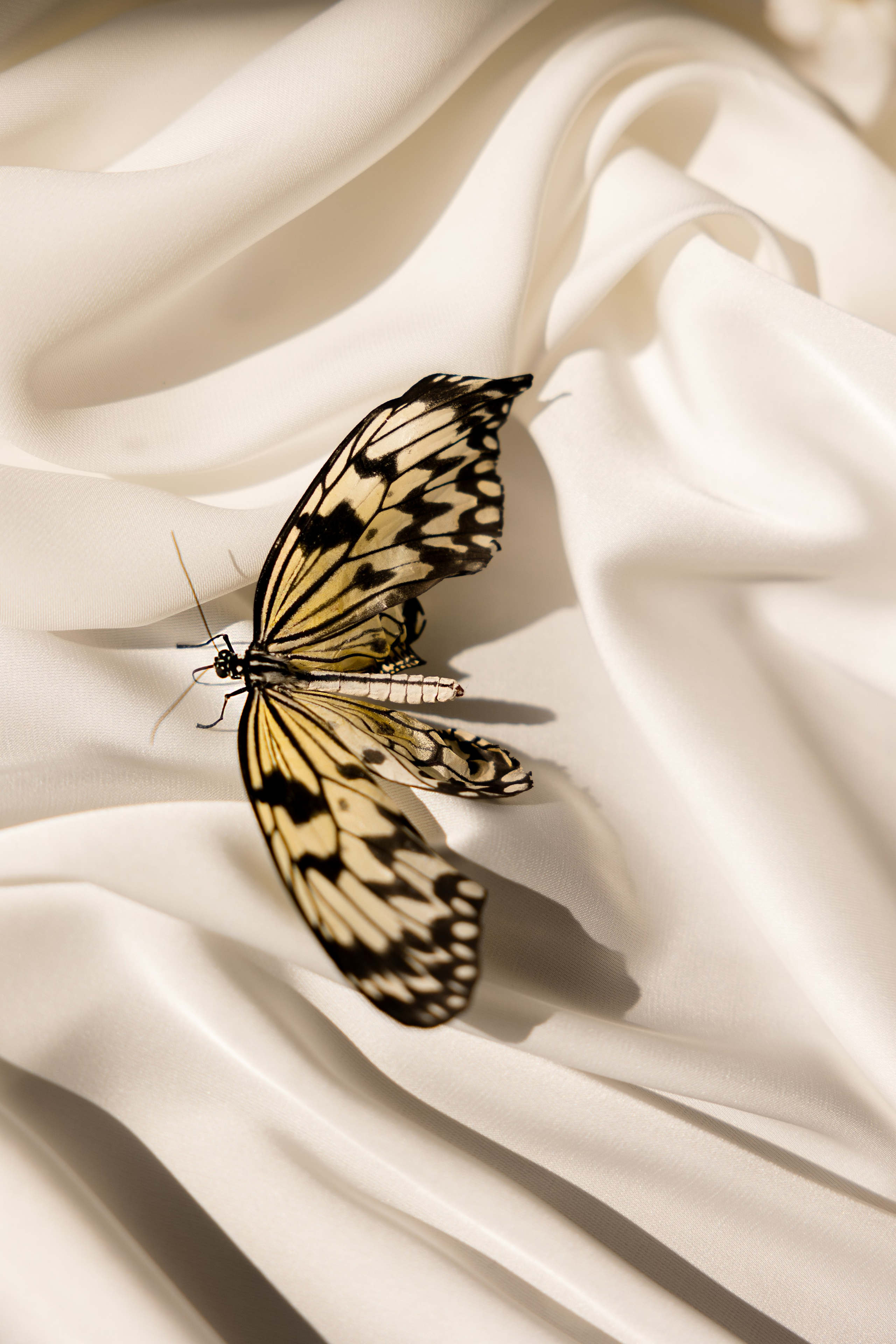 Butterfly Love. Михаил и Анна. Свадебный и семейный фотограф Евгения Привалова. Новороссийск. Анапа