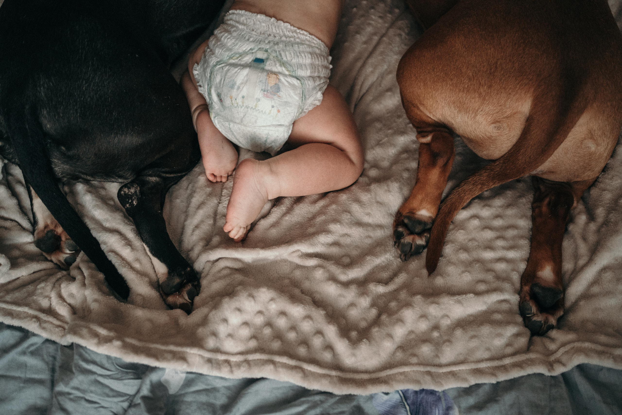 Домашняя фотосессия с собаками. Семейный и детский фотограф в Санкт-Петербурге Наталья Григорьева