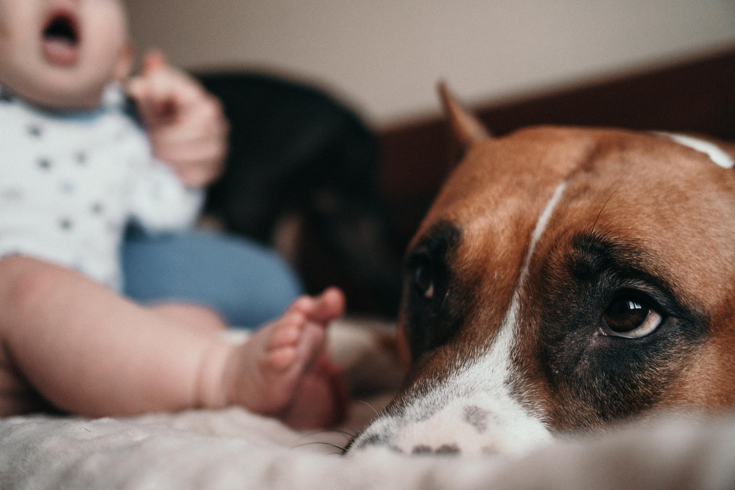 Домашняя фотосессия с собаками. Семейный и детский фотограф в Санкт-Петербурге Наталья Григорьева