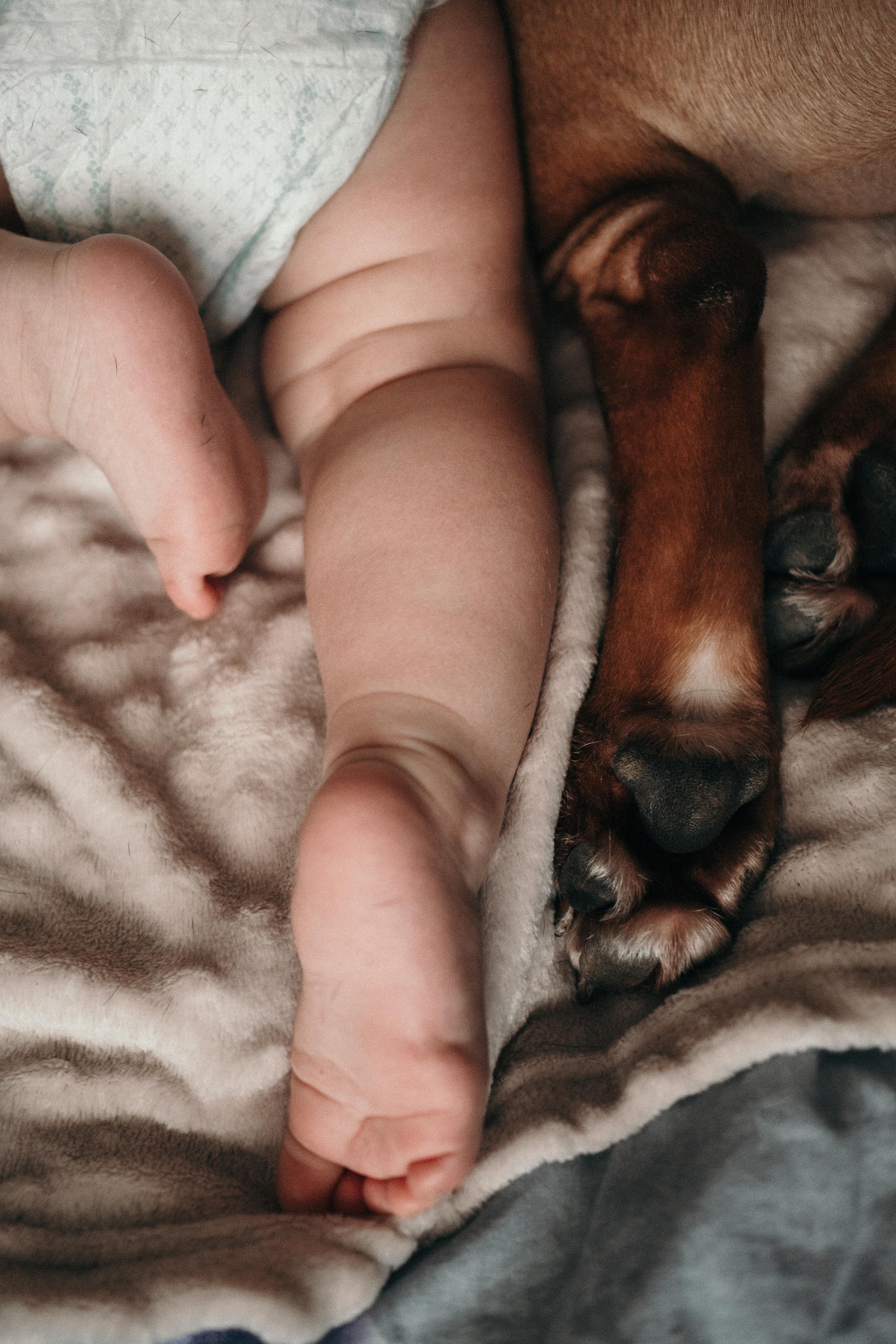 Домашняя фотосессия с собаками. Семейный и детский фотограф в Санкт-Петербурге Наталья Григорьева