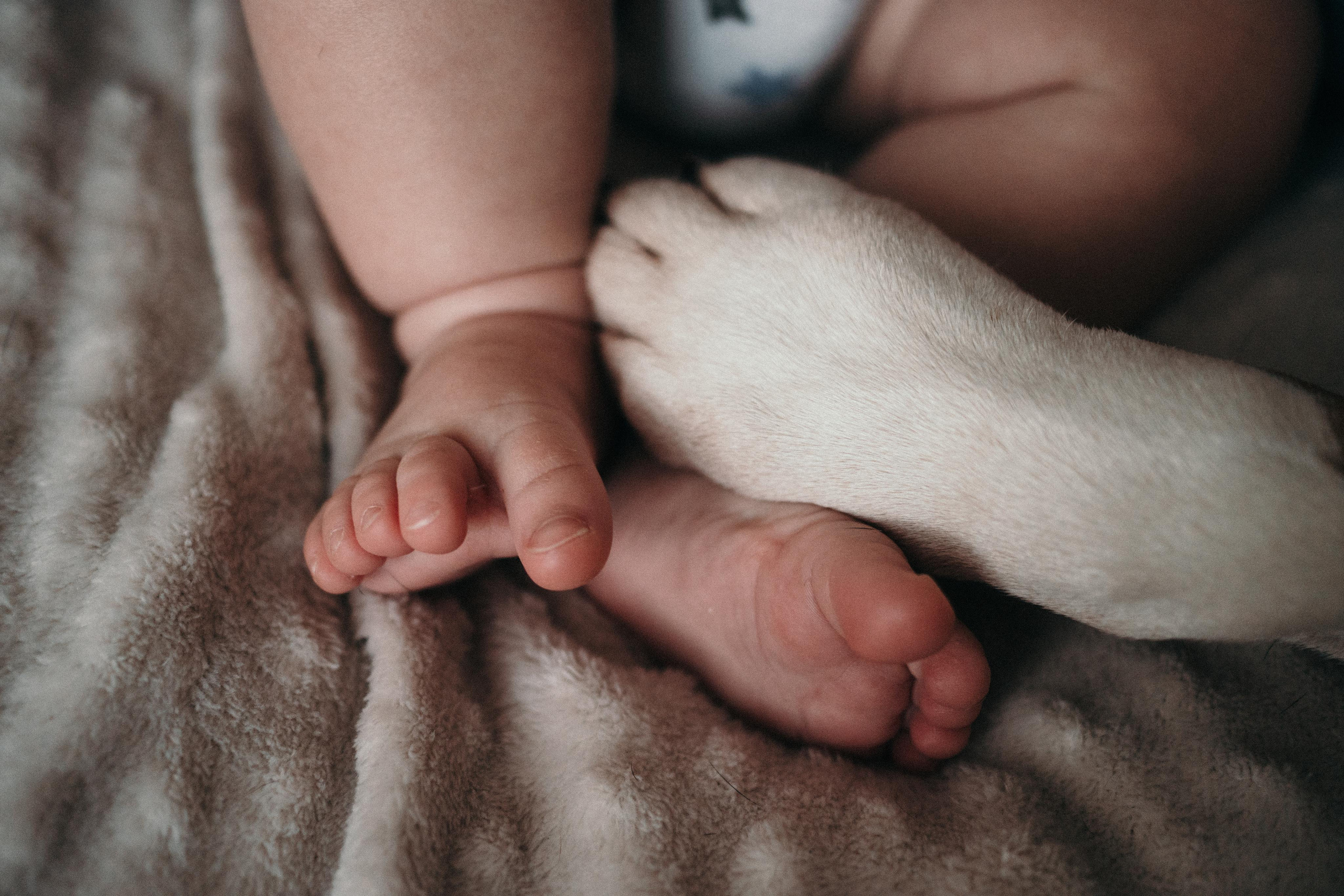 Домашняя фотосессия с собаками. Семейный и детский фотограф в Санкт-Петербурге Наталья Григорьева