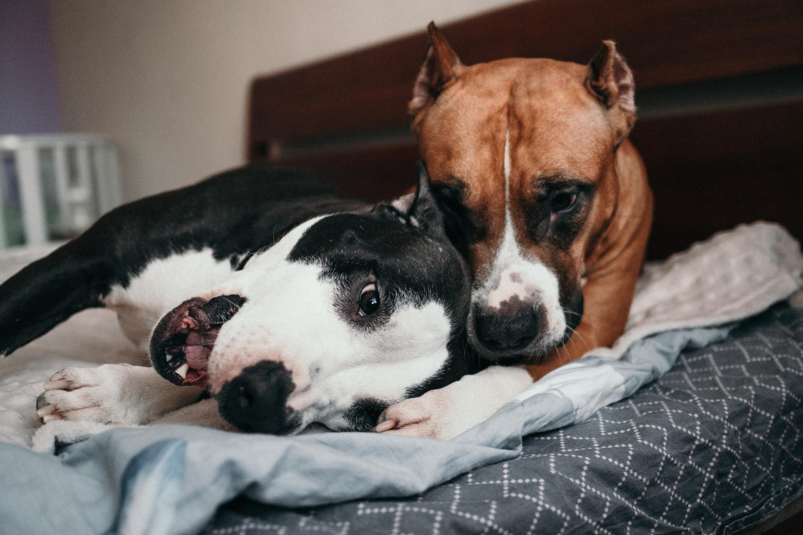 Домашняя фотосессия с собаками. Семейный и детский фотограф в Санкт-Петербурге Наталья Григорьева