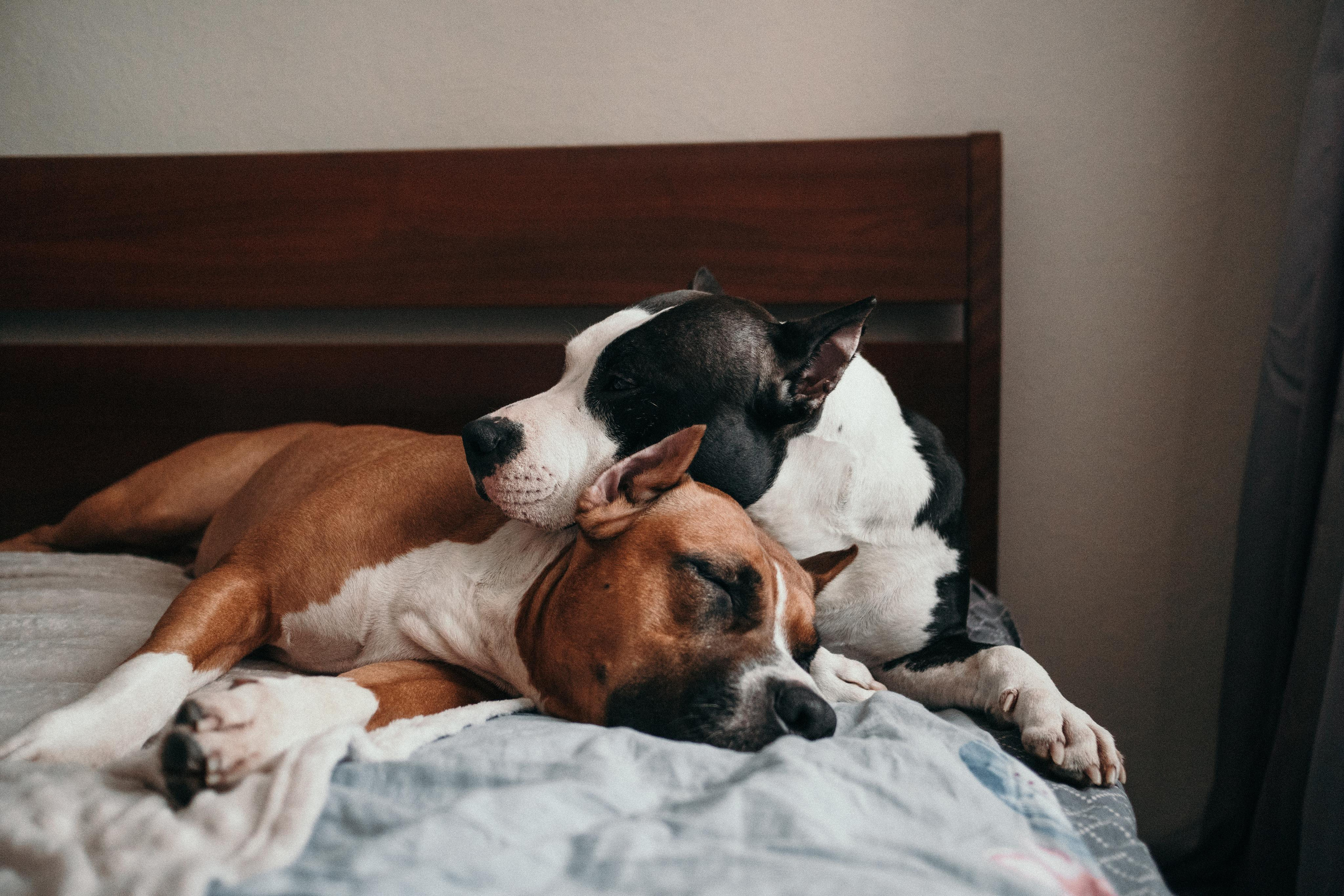 Домашняя фотосессия с собаками. Семейный и детский фотограф в Санкт-Петербурге Наталья Григорьева