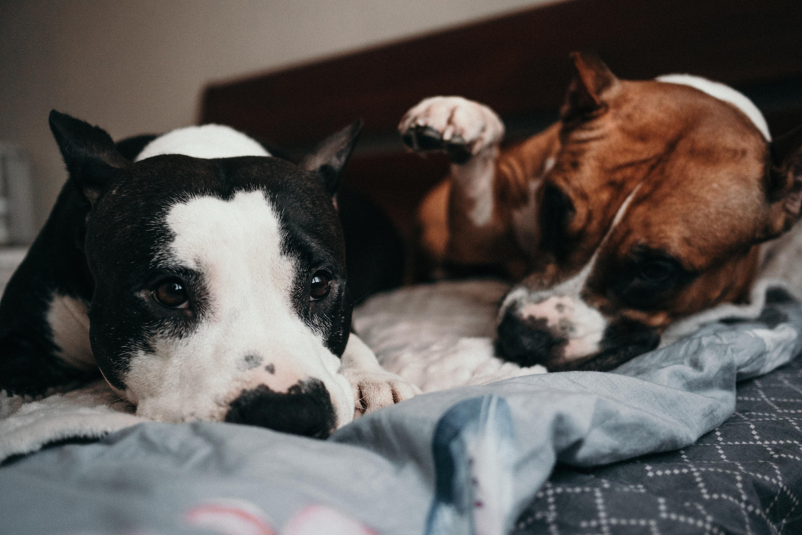 Домашняя фотосессия с собаками. Семейный и детский фотограф в Санкт-Петербурге Наталья Григорьева