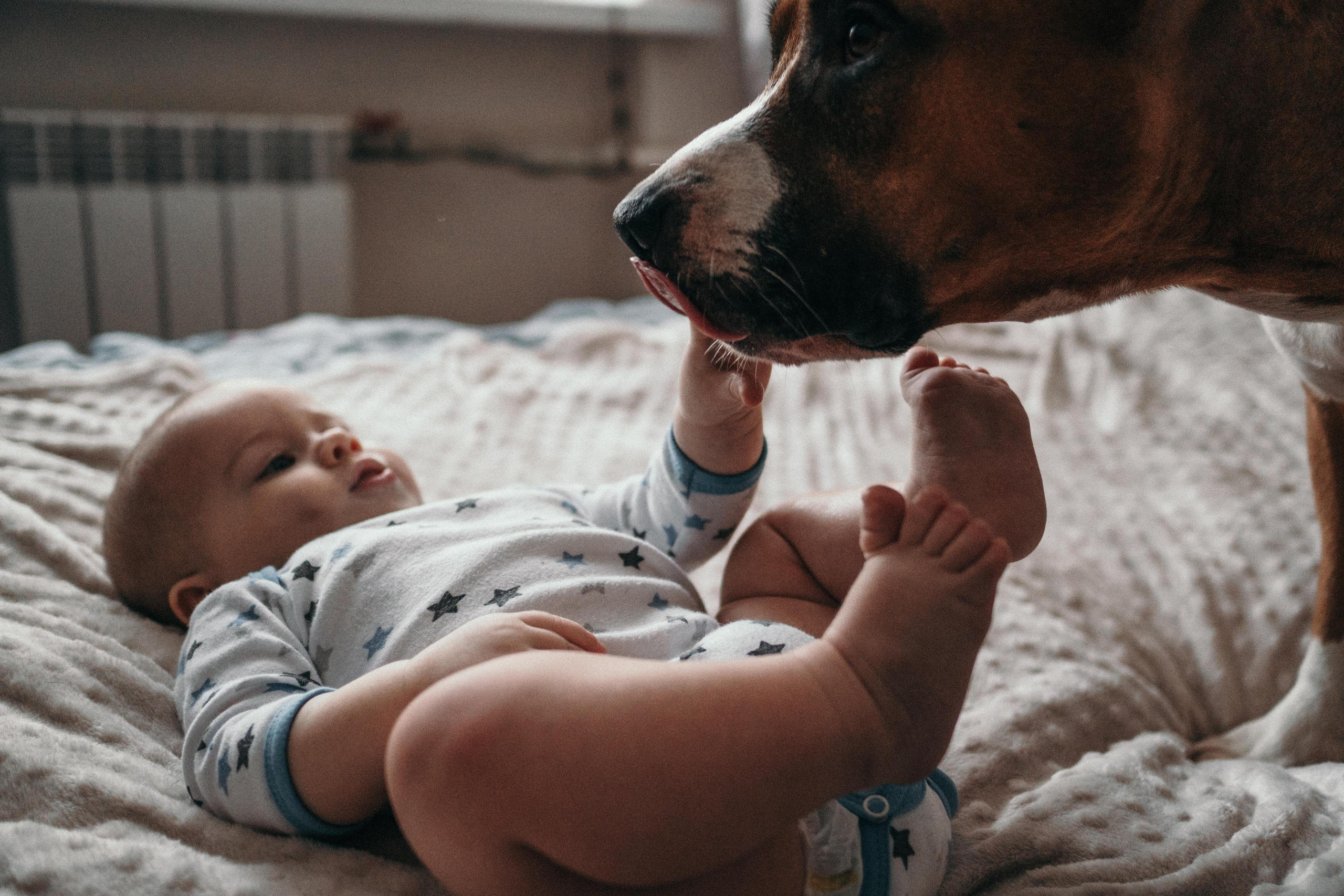 Домашняя фотосессия с собаками. Семейный и детский фотограф в Санкт-Петербурге Наталья Григорьева