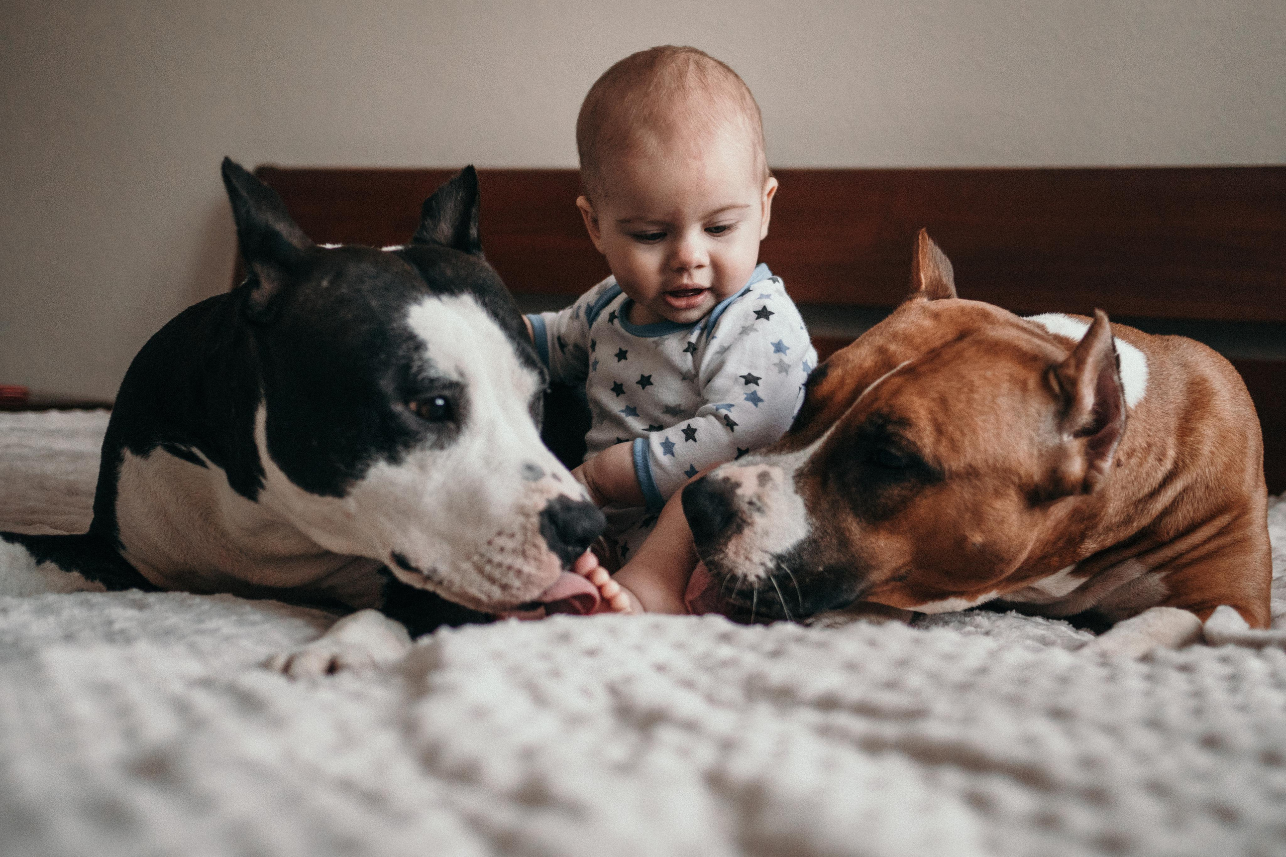 Домашняя фотосессия с собаками. Семейный и детский фотограф в Санкт-Петербурге Наталья Григорьева