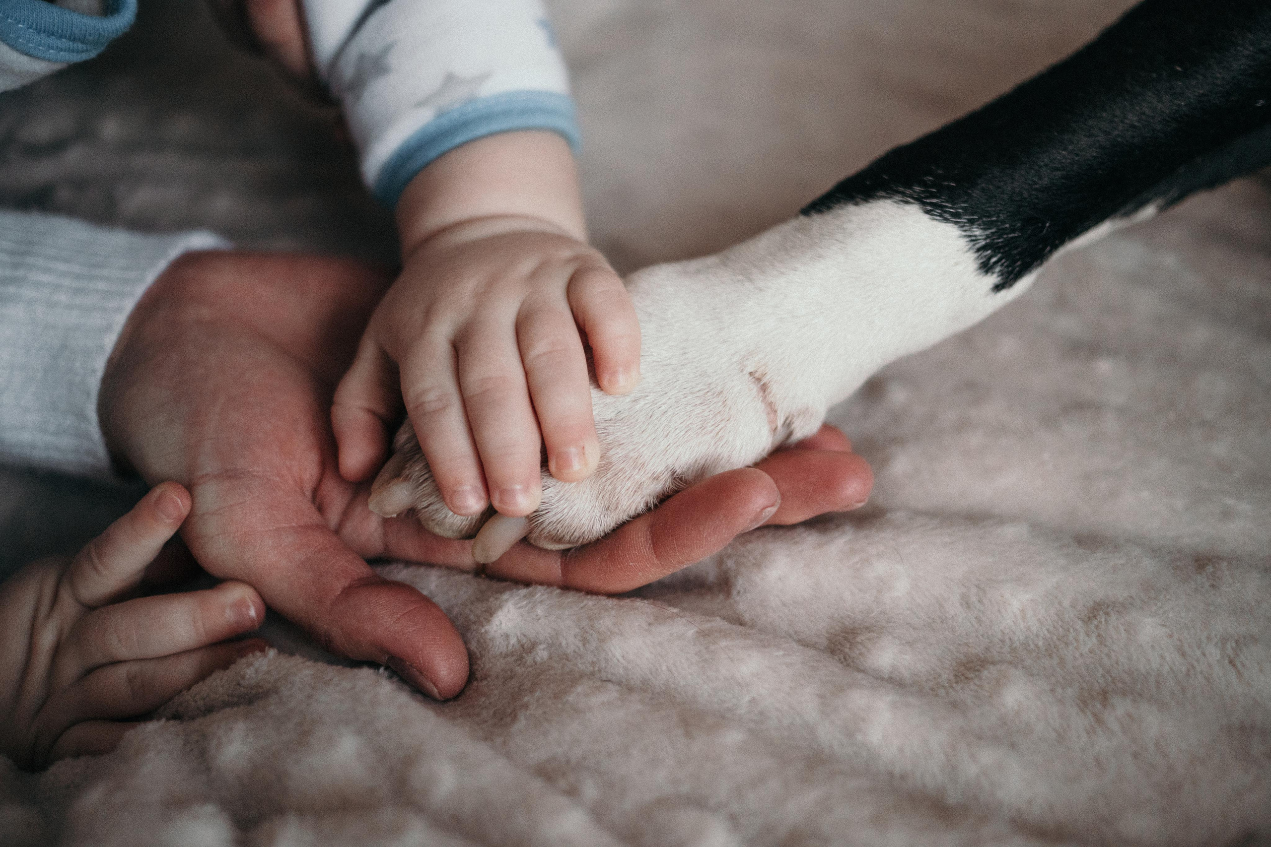 Домашняя фотосессия с собаками. Семейный и детский фотограф в Санкт-Петербурге Наталья Григорьева