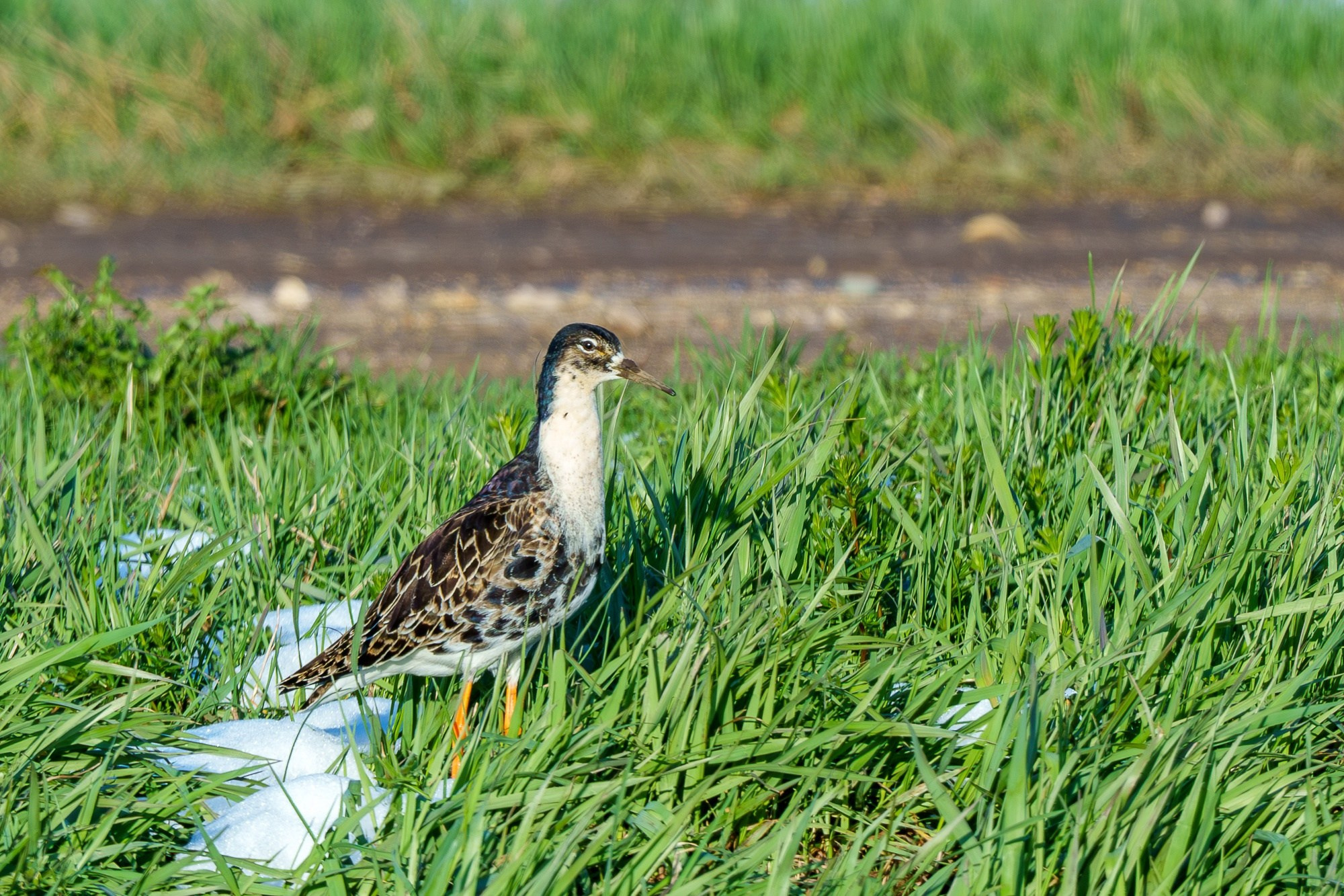Удивительные мир птиц. Вокруг нас столько прекрасного — присмотритесь!. Ваш личный фотограф Марина Волкова