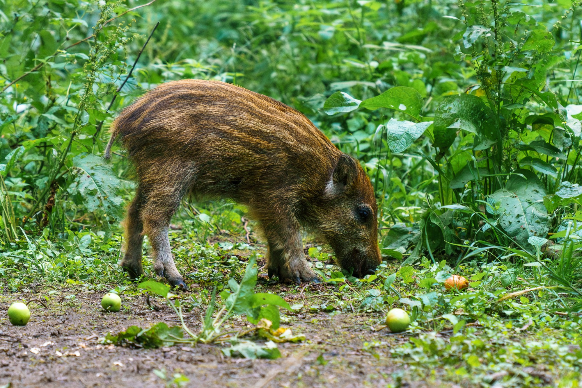 Животные. Ваш личный фотограф Марина Волкова