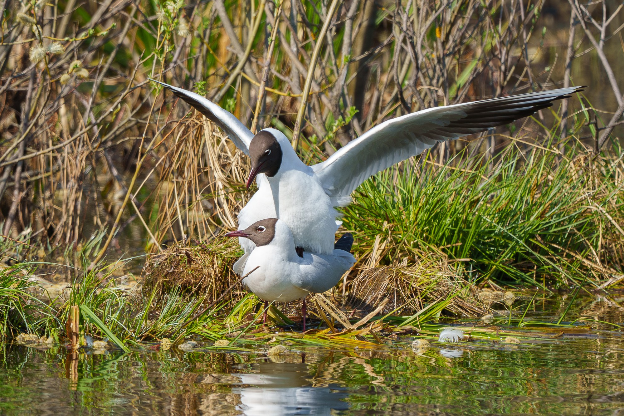 Удивительные мир птиц. Вокруг нас столько прекрасного — присмотритесь!. Ваш личный фотограф Марина Волкова