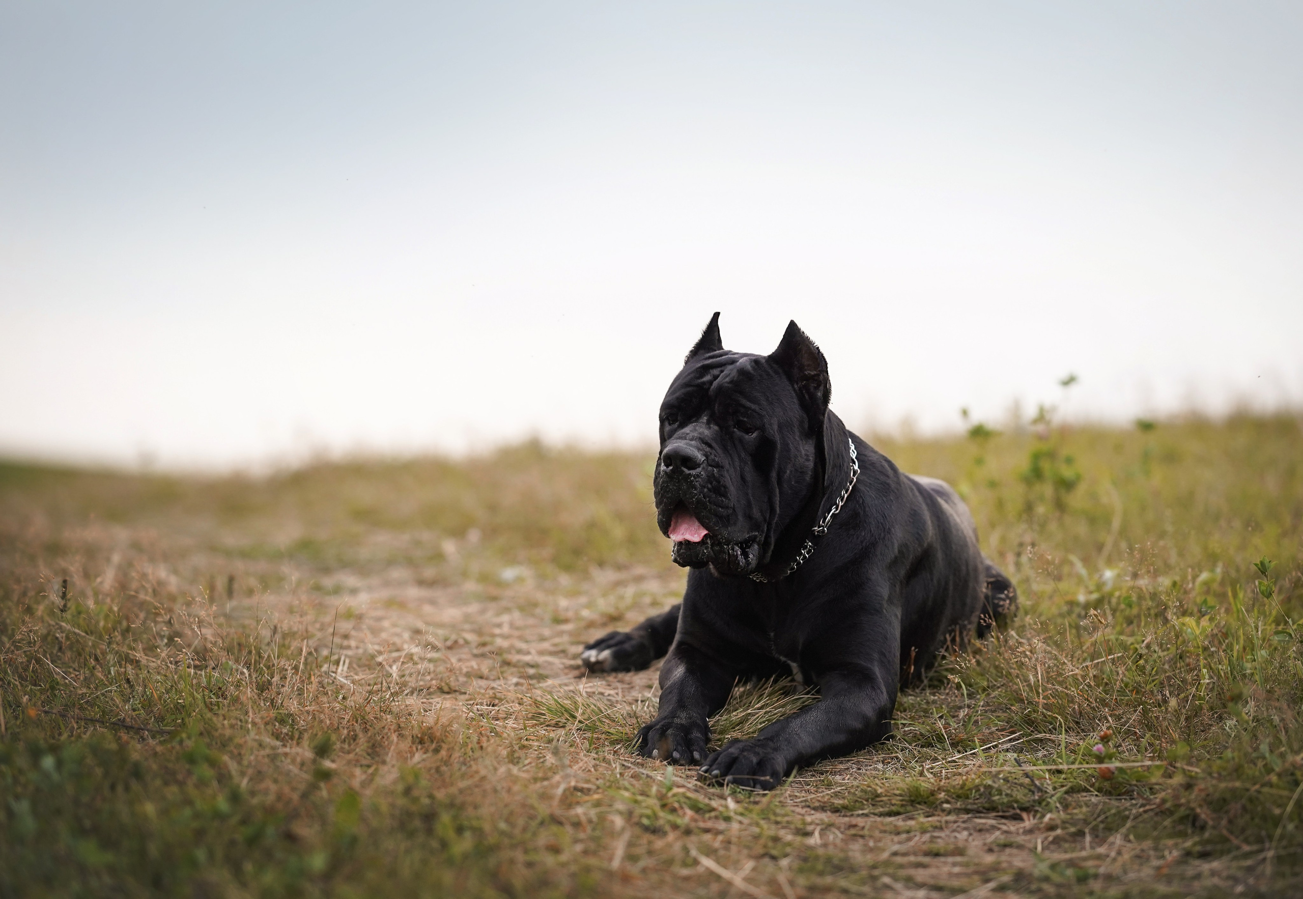 Юлия Костя и Виннер. Фотограф-анималист в Санкт-Петербурге Яна Мартынова