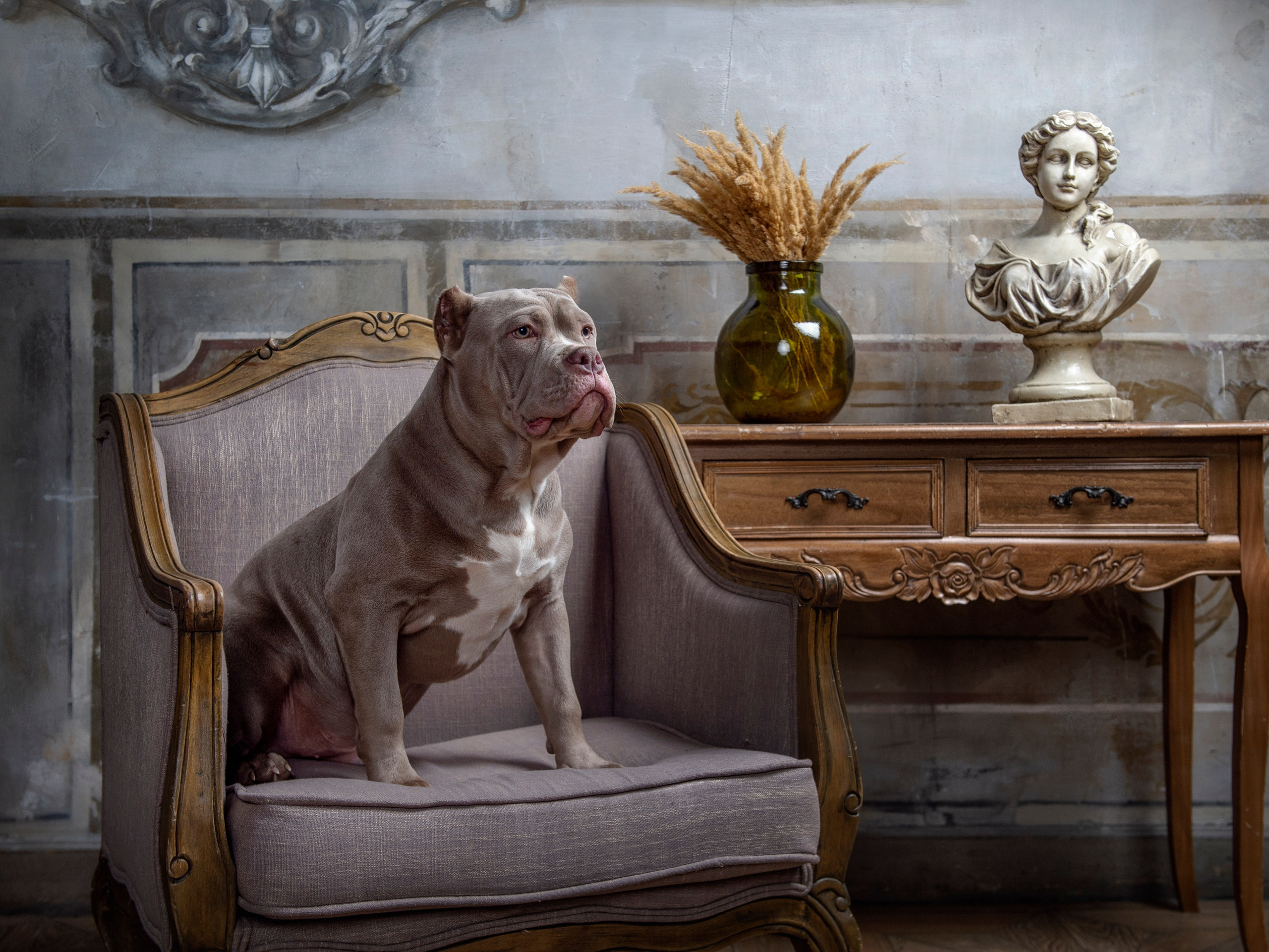 Собаки. Портретная и свадебная фотосъемка. Москва и область