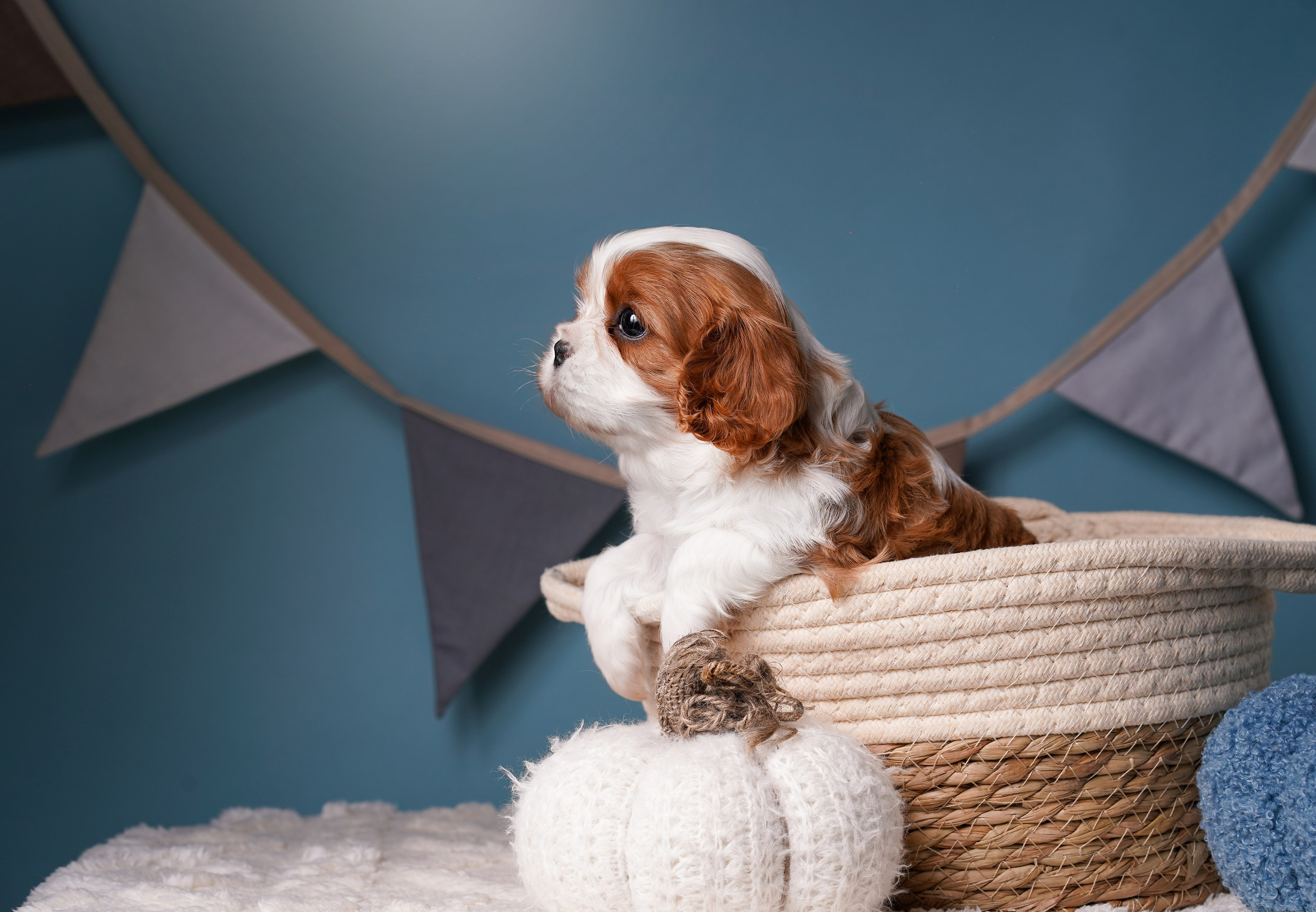 Щенки кавалера. Фотограф-анималист в Санкт-Петербурге Яна Мартынова