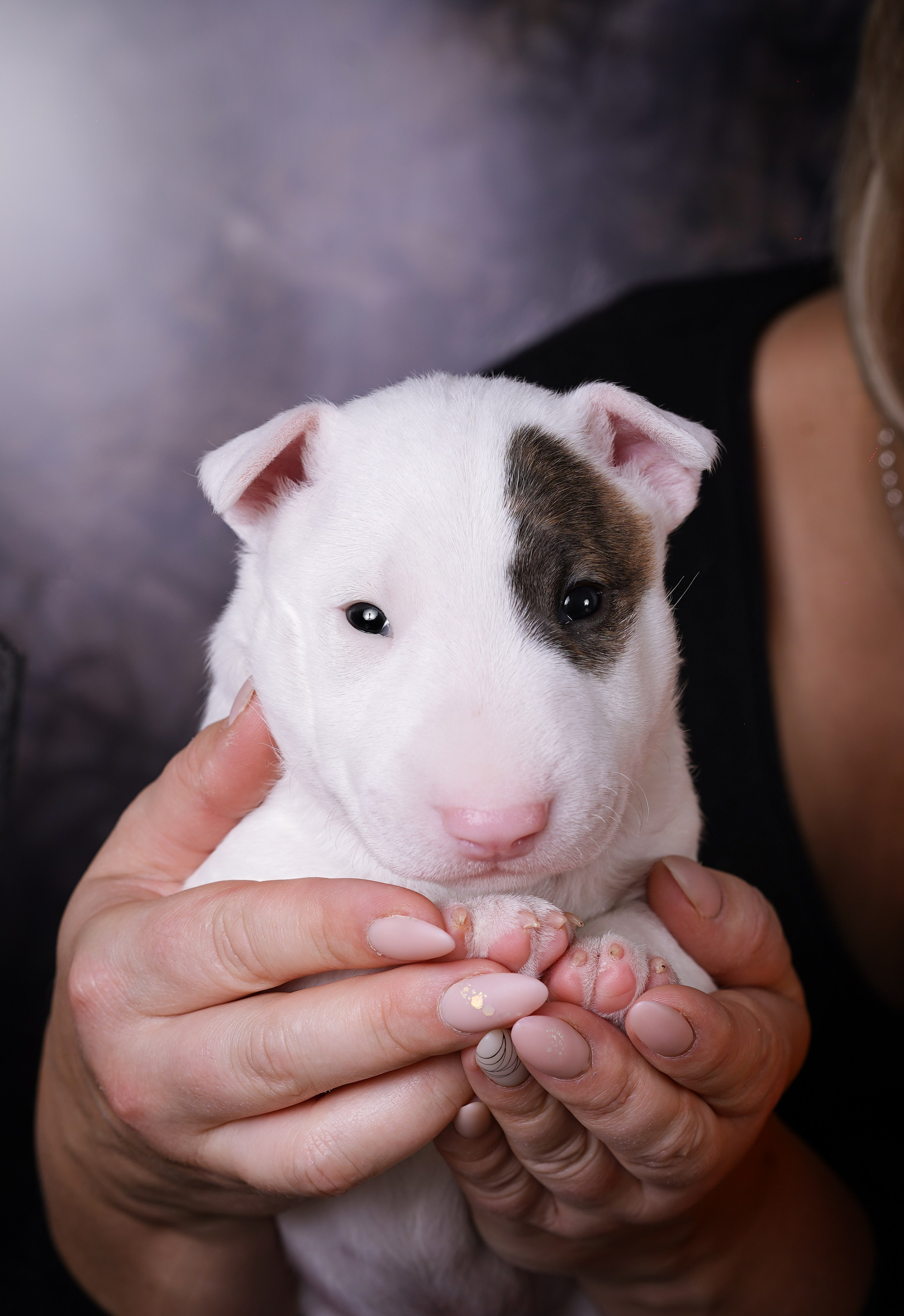 Щенки минибультерьера. Фотограф-анималист в Санкт-Петербурге Яна Мартынова