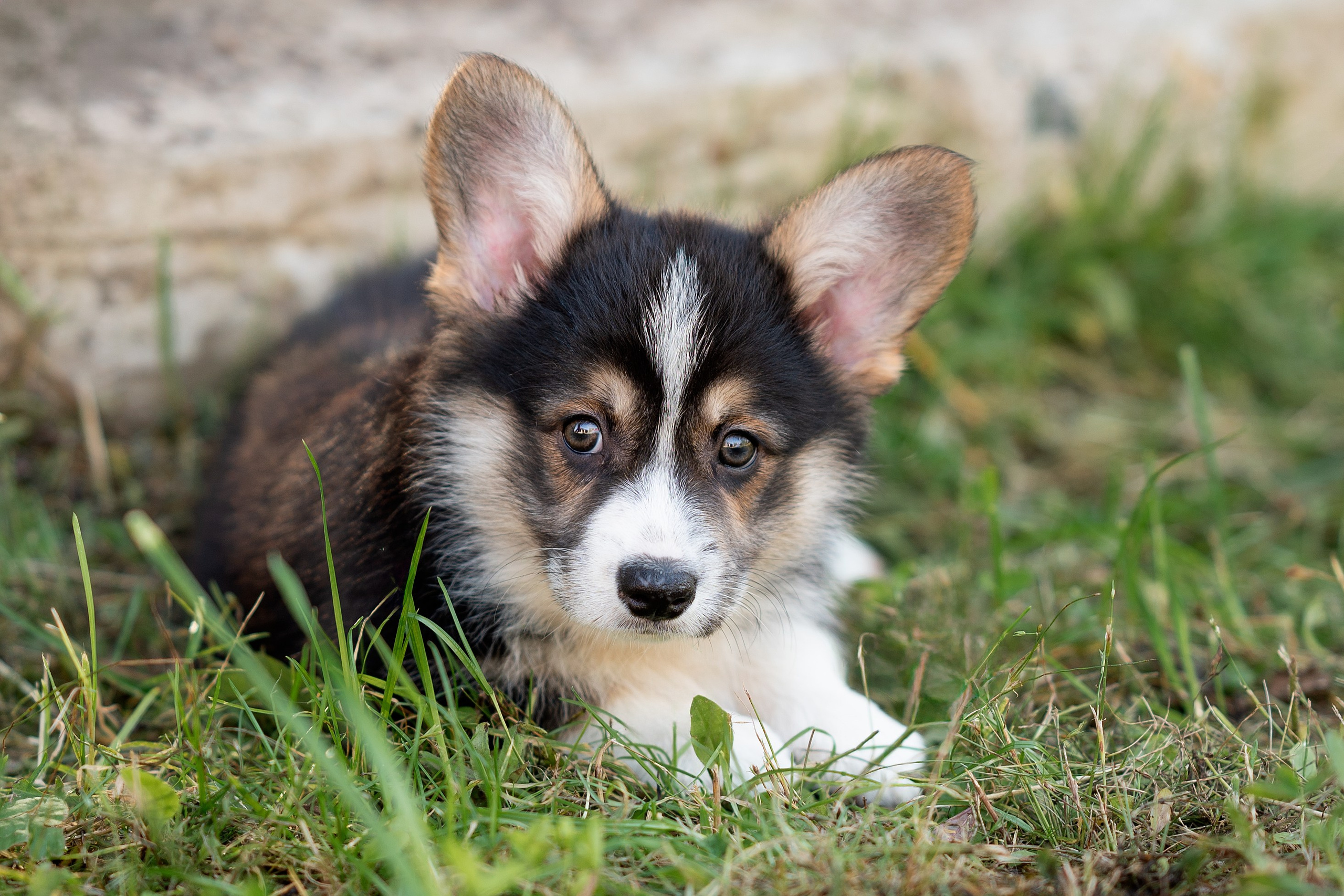 Заводчик Анастасия Подгорбунская. Творческий фотограф Вологда