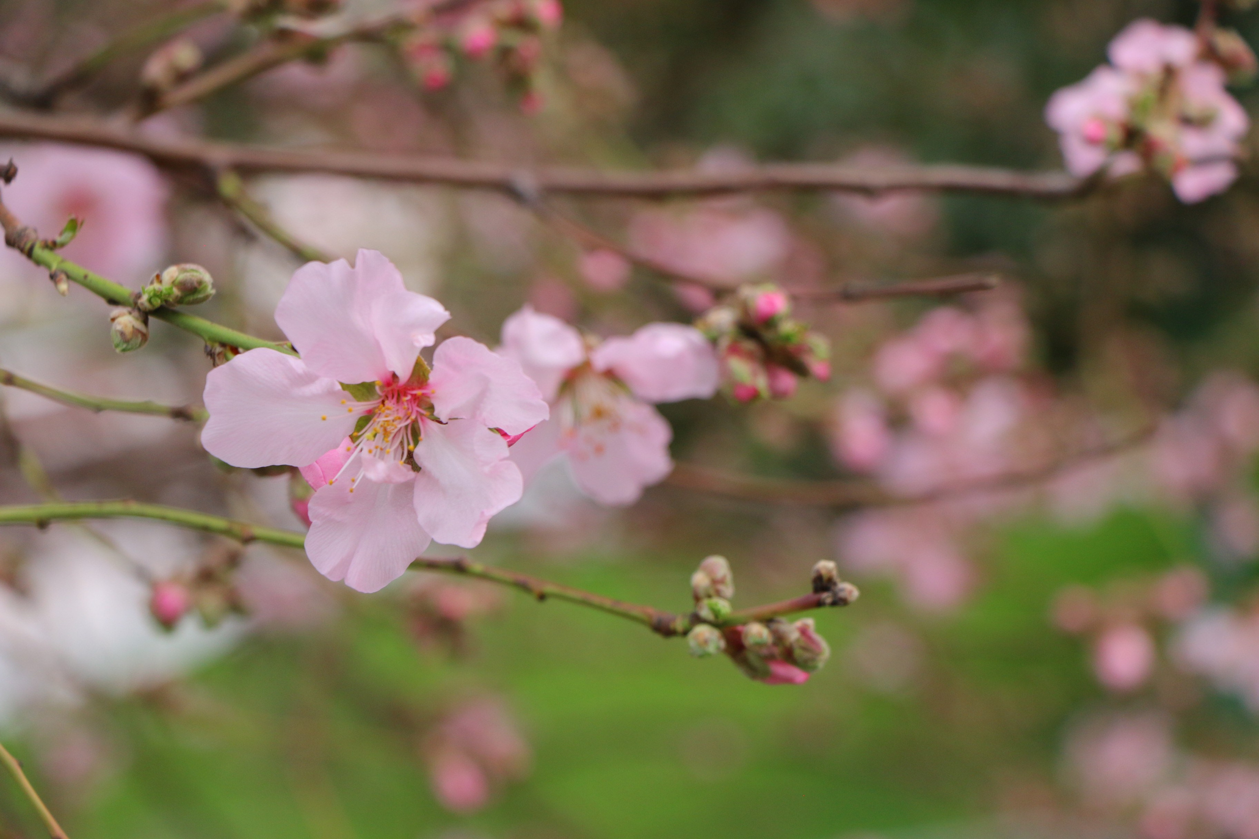 Природа. Семейный и детский фотограф в Ялте Ольга Солерина