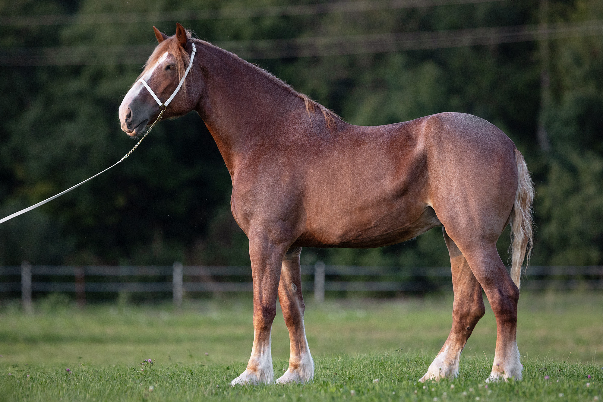 PRODUCE ACRES HILDA LOU. CLYDESDALE HOUSE