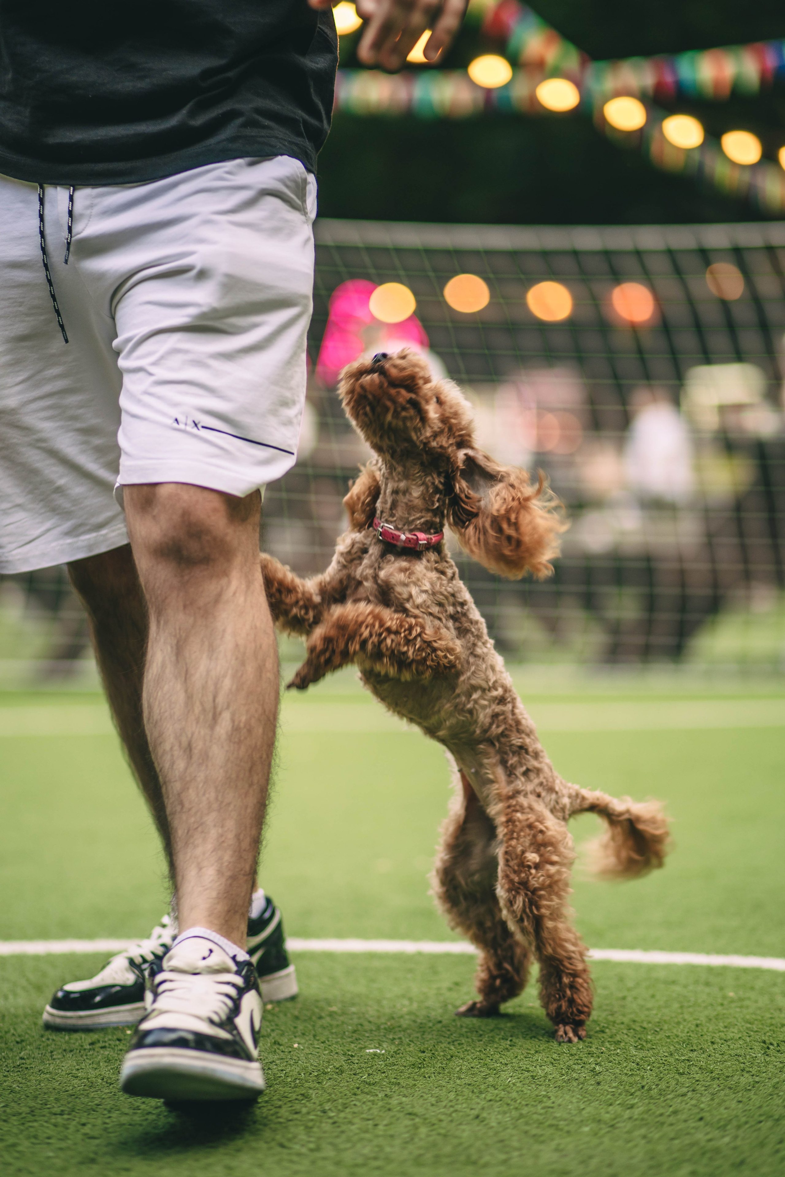 Pet-Party + Live-music |Парк Культуры. Фотограф в Ставрополе Алина Клочкова