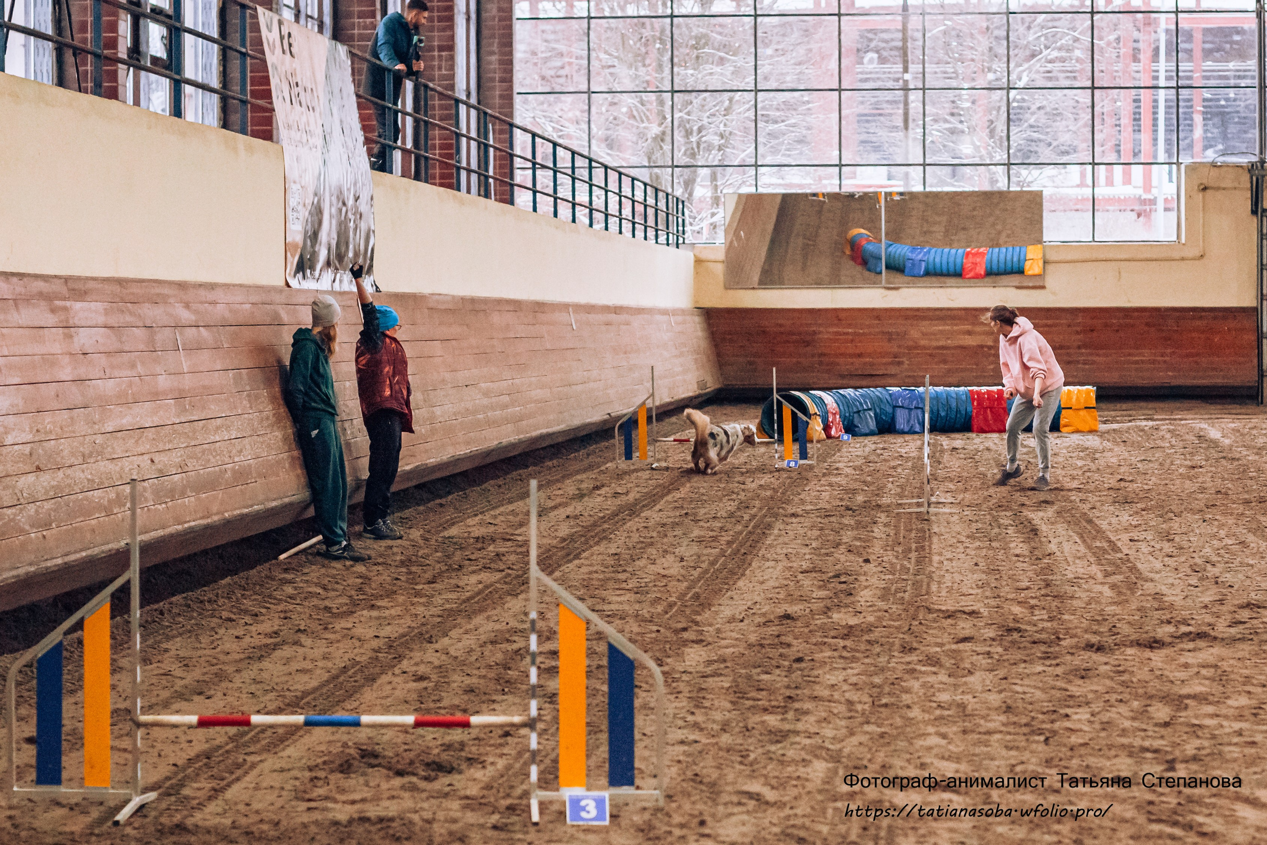 Соревнования по Аджилити 25.02.2024. Фотограф-анималист Татьяна Степанова