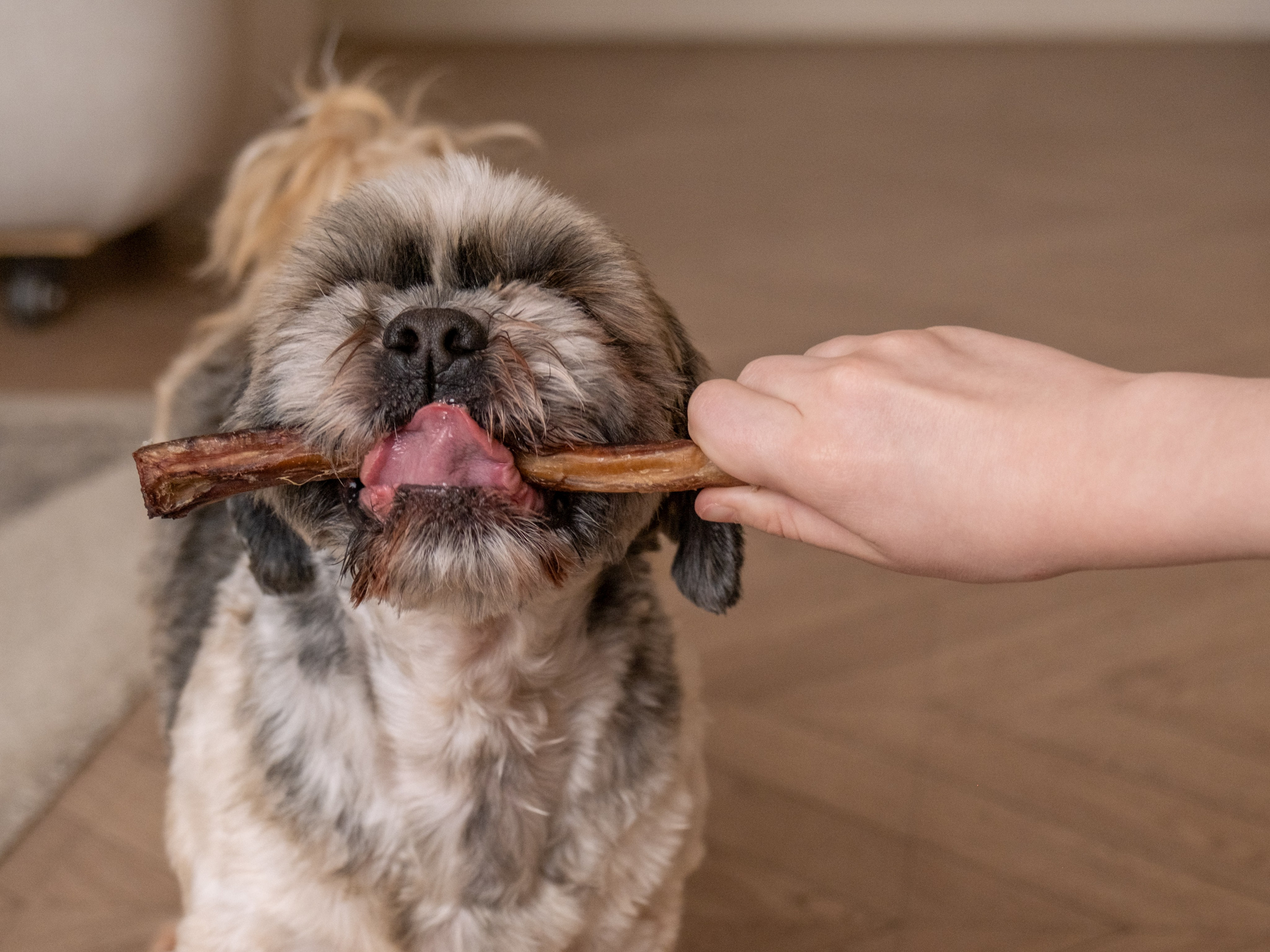 Съёмка для рекламной кампании лакомств для собак (для Григория)!. Зоофотограф, фотограф животных в Москве и области Дина Дамоцева