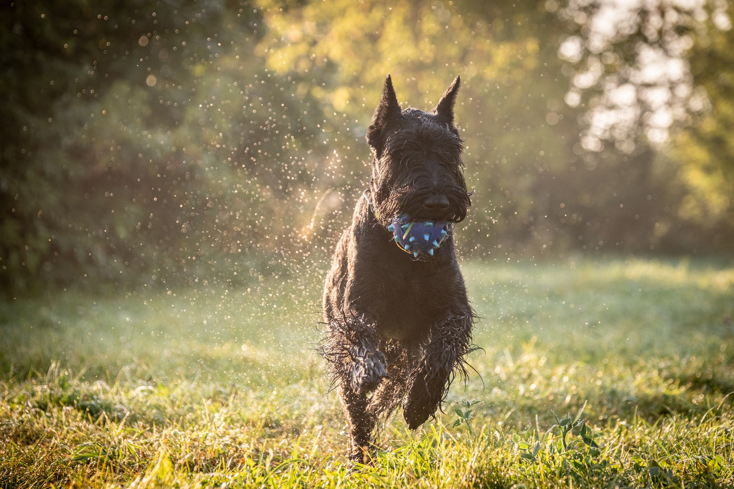 Прекрасная семья Ксении. Зоофотограф, фотограф животных в Москве и области Дина Дамоцева