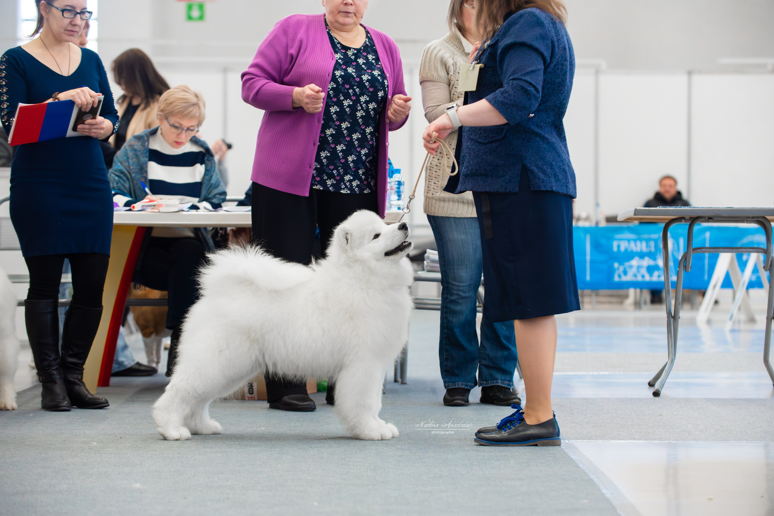 Выставки. Фотограф — Анималист