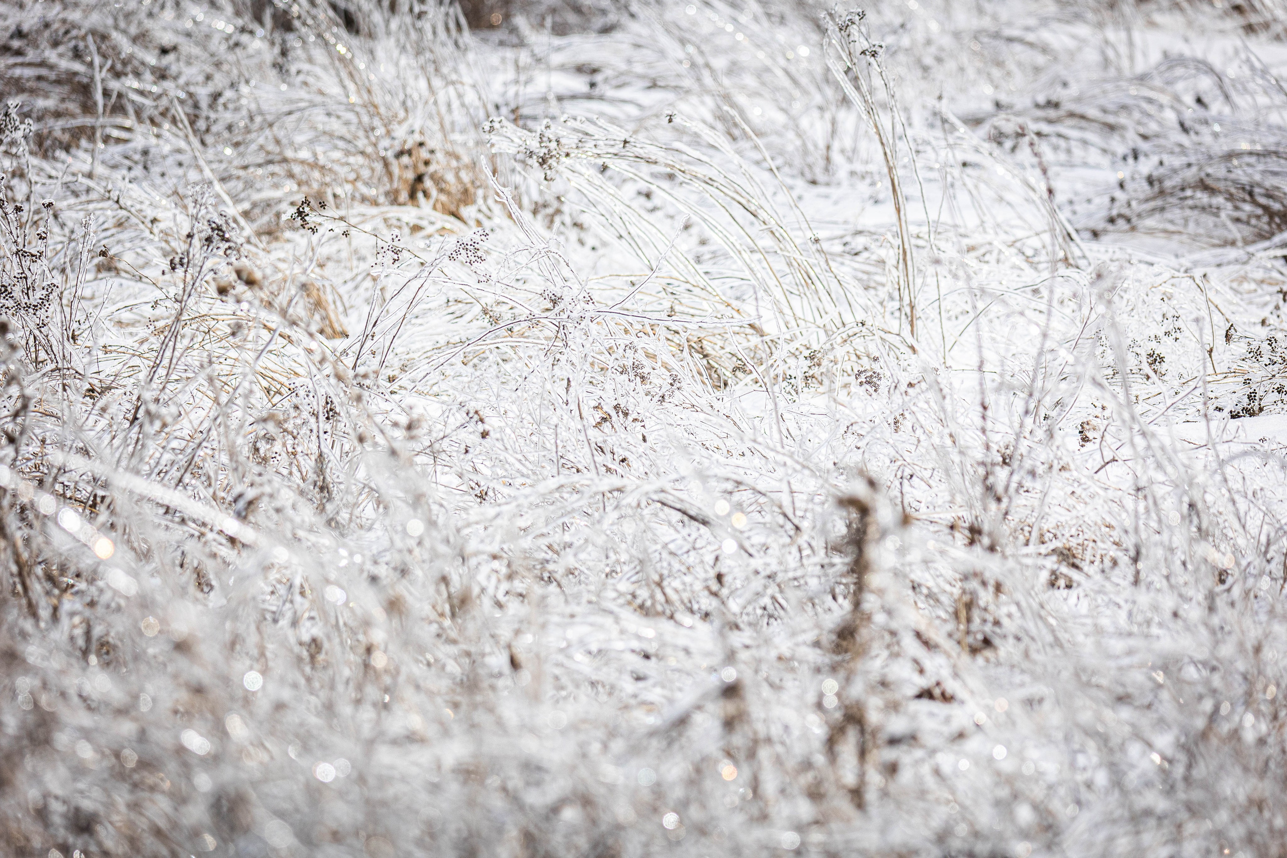 Дикий животный мир. Фотограф-АниМалист Анна Абрамова