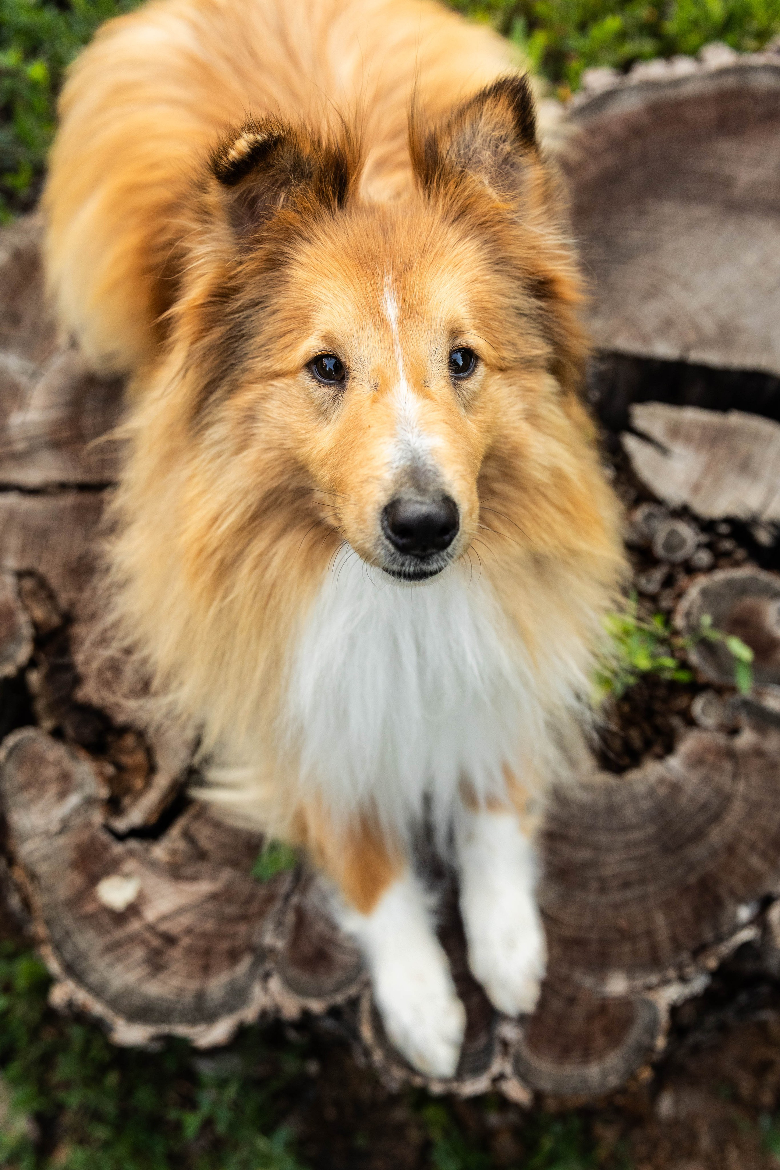 Сара и Лена. Фотограф-АниМалист Анна Абрамова
