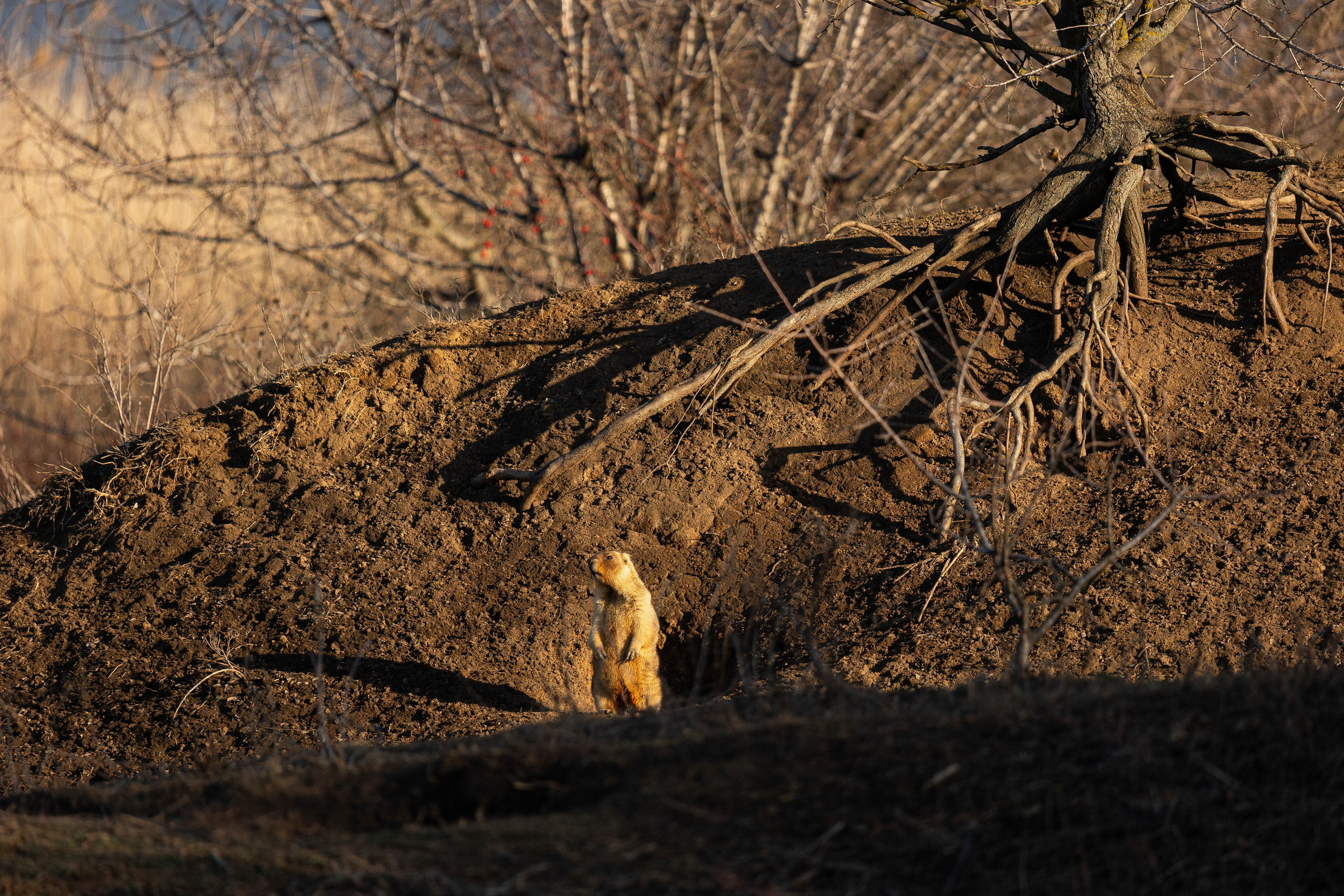 Дикий животный мир. Фотограф-АниМалист Анна Абрамова