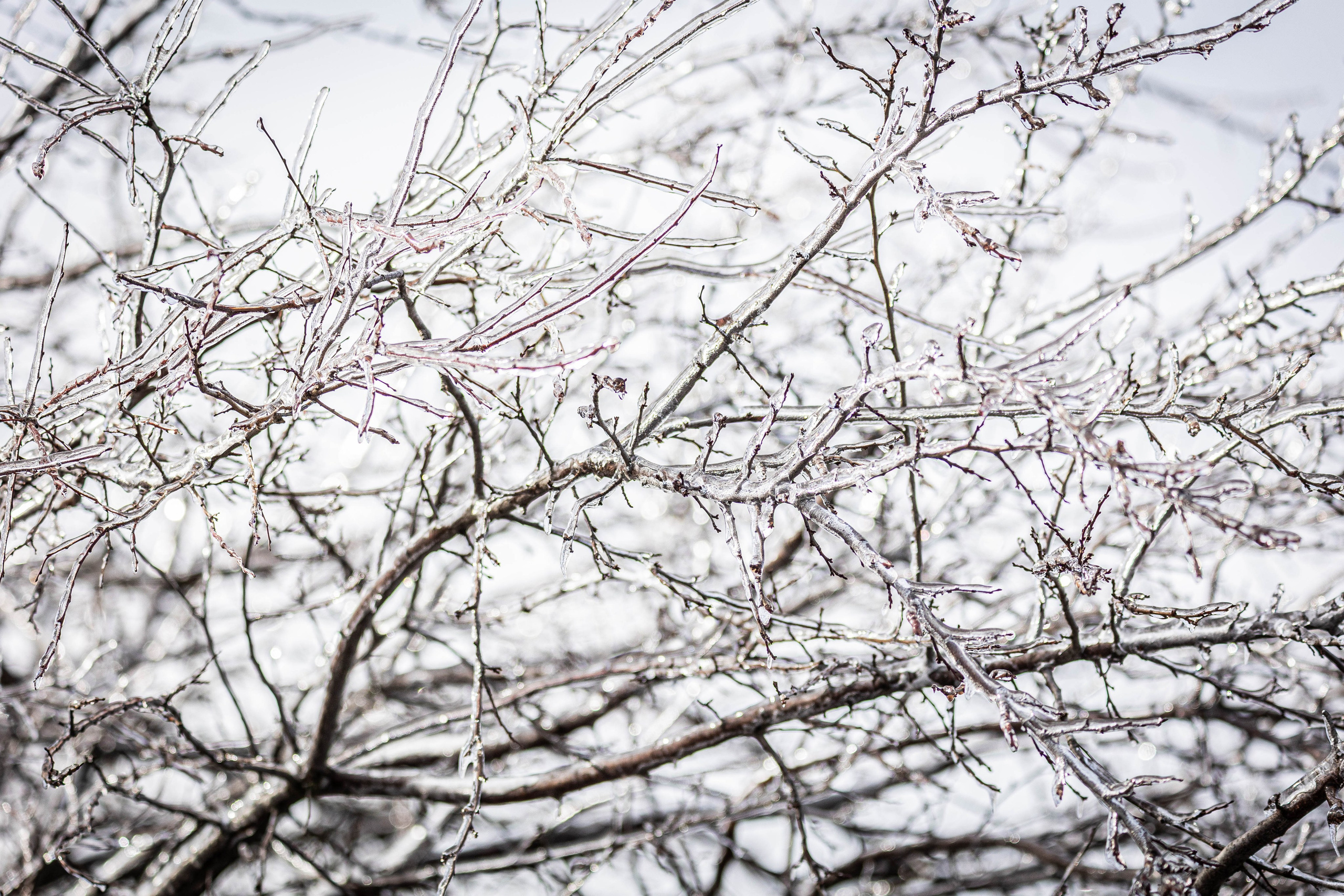 Дикий животный мир. Фотограф-АниМалист Анна Абрамова