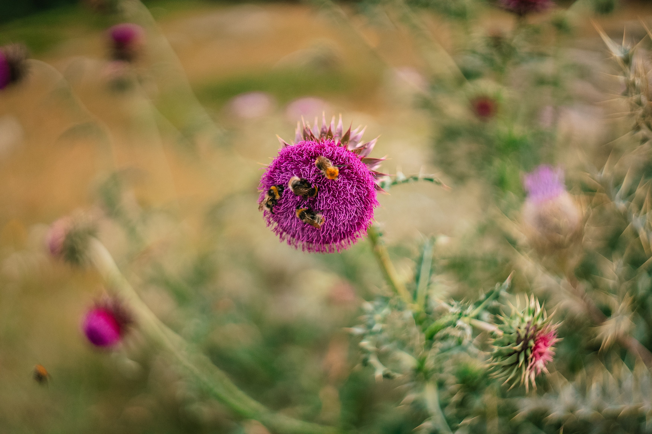 Кабардино-Балкария ✽ Август. Репортажный фотограф | Роза Хутор Красная Поляна Сочи Сириус