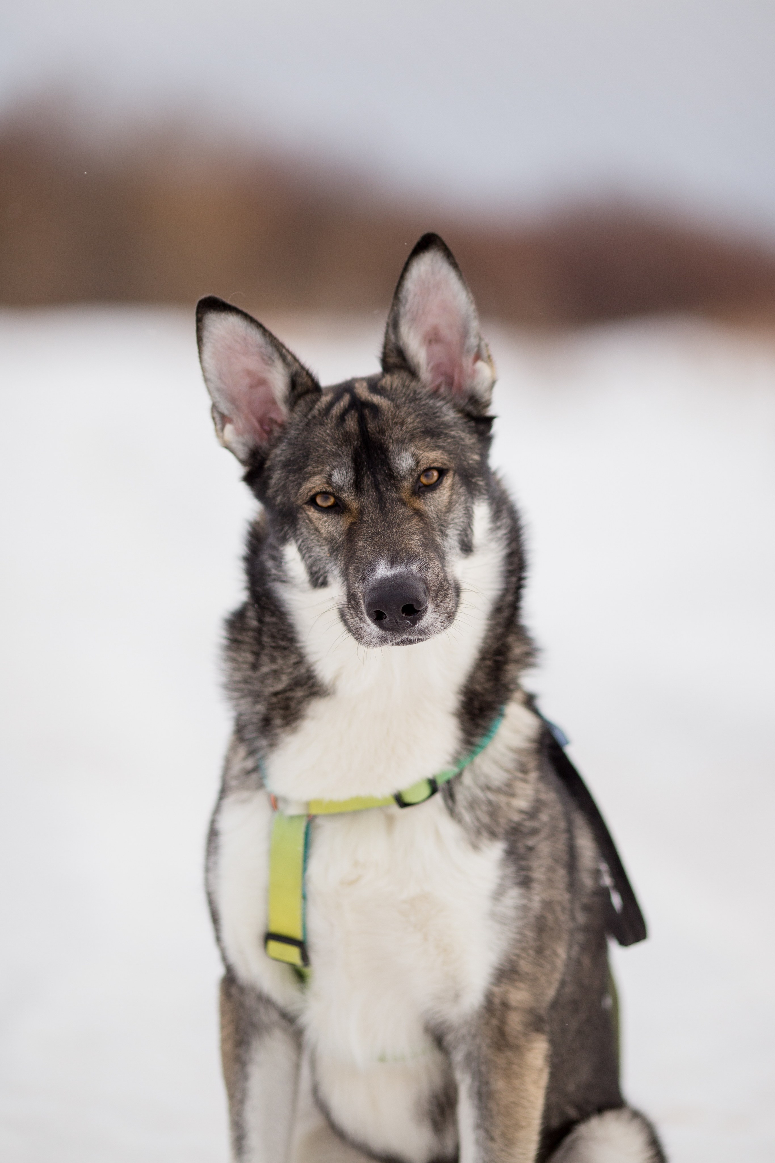 Фотосессия с собакой в Архангельске