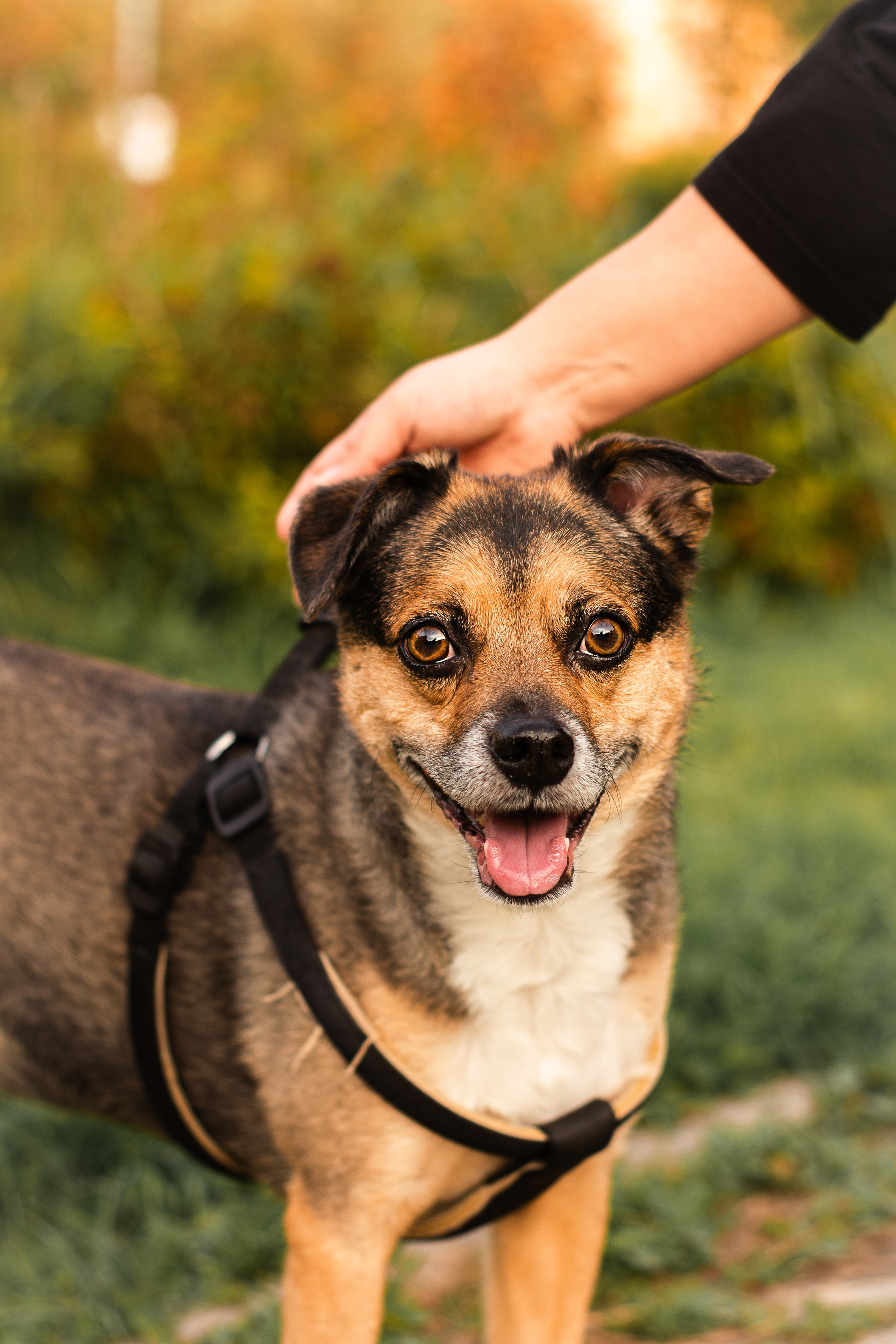 Виктория и Раф. Фотограф-анималист Мария Баркевич | Москва