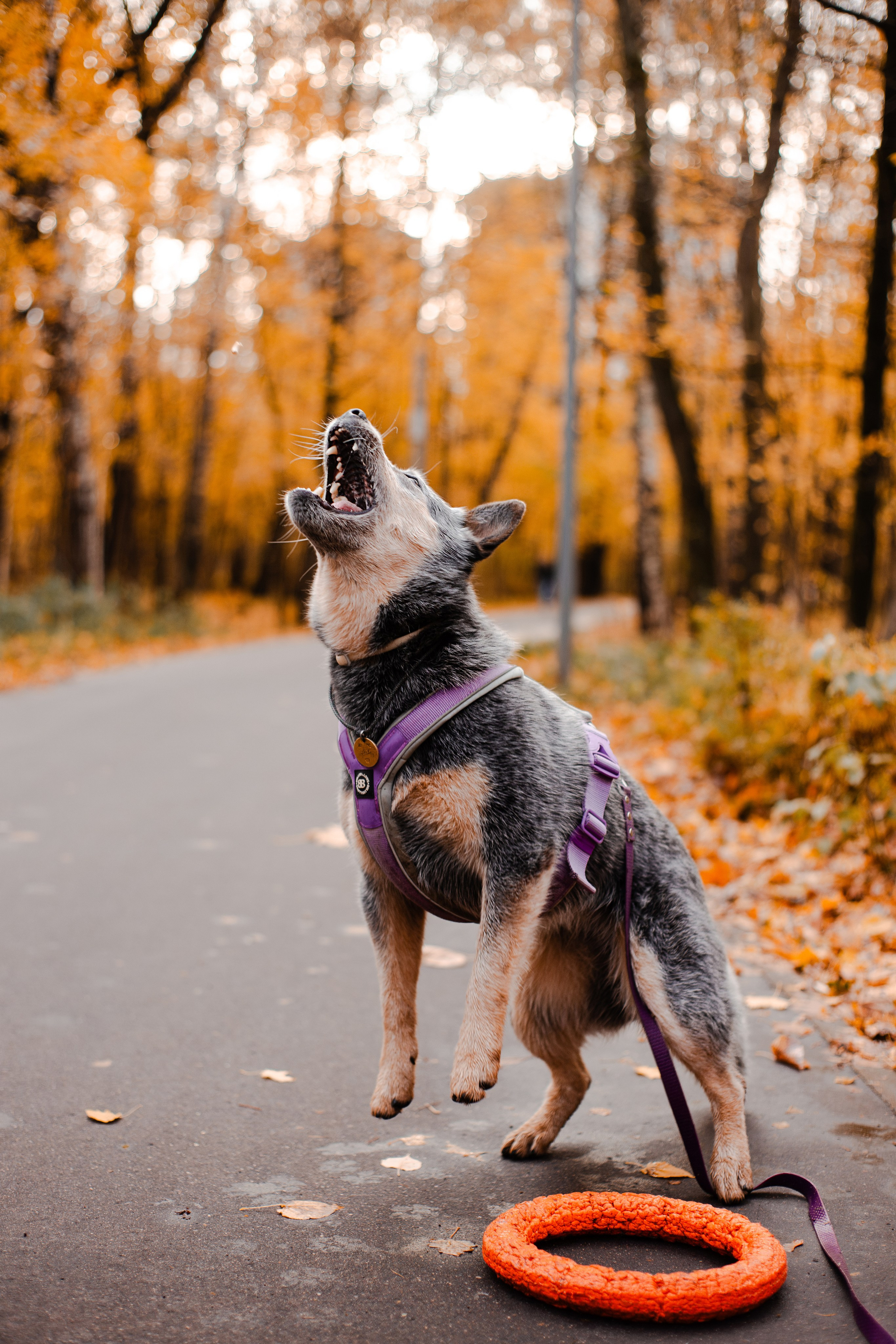 Юля, Антон и Лу. Фотограф-анималист Мария Баркевич | Москва