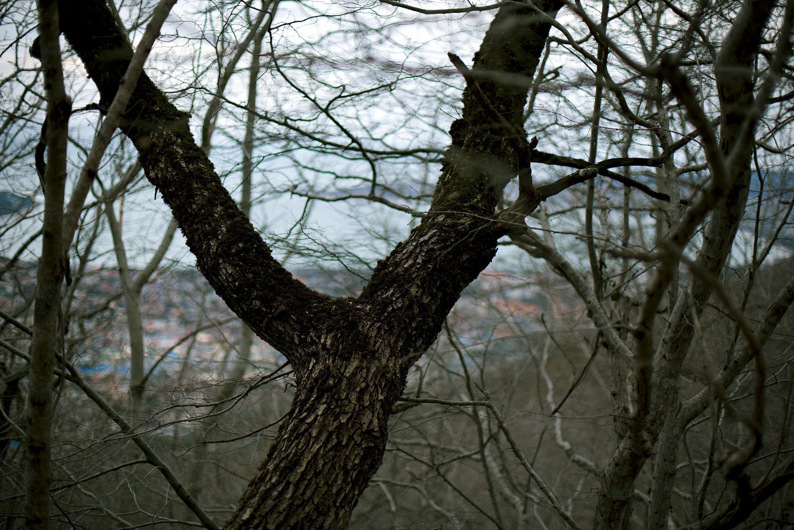 Дороги Ветра. Анастасия Либерти