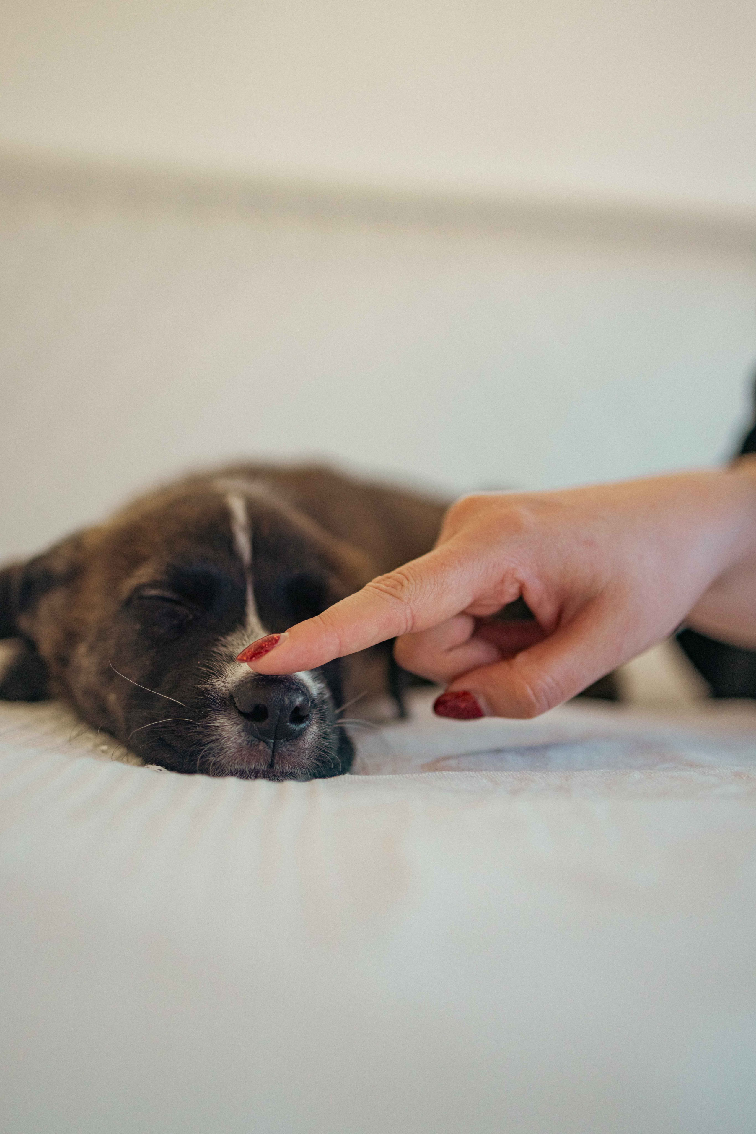 Гайка. Фотограф-анималист в Москве Лера Черноног